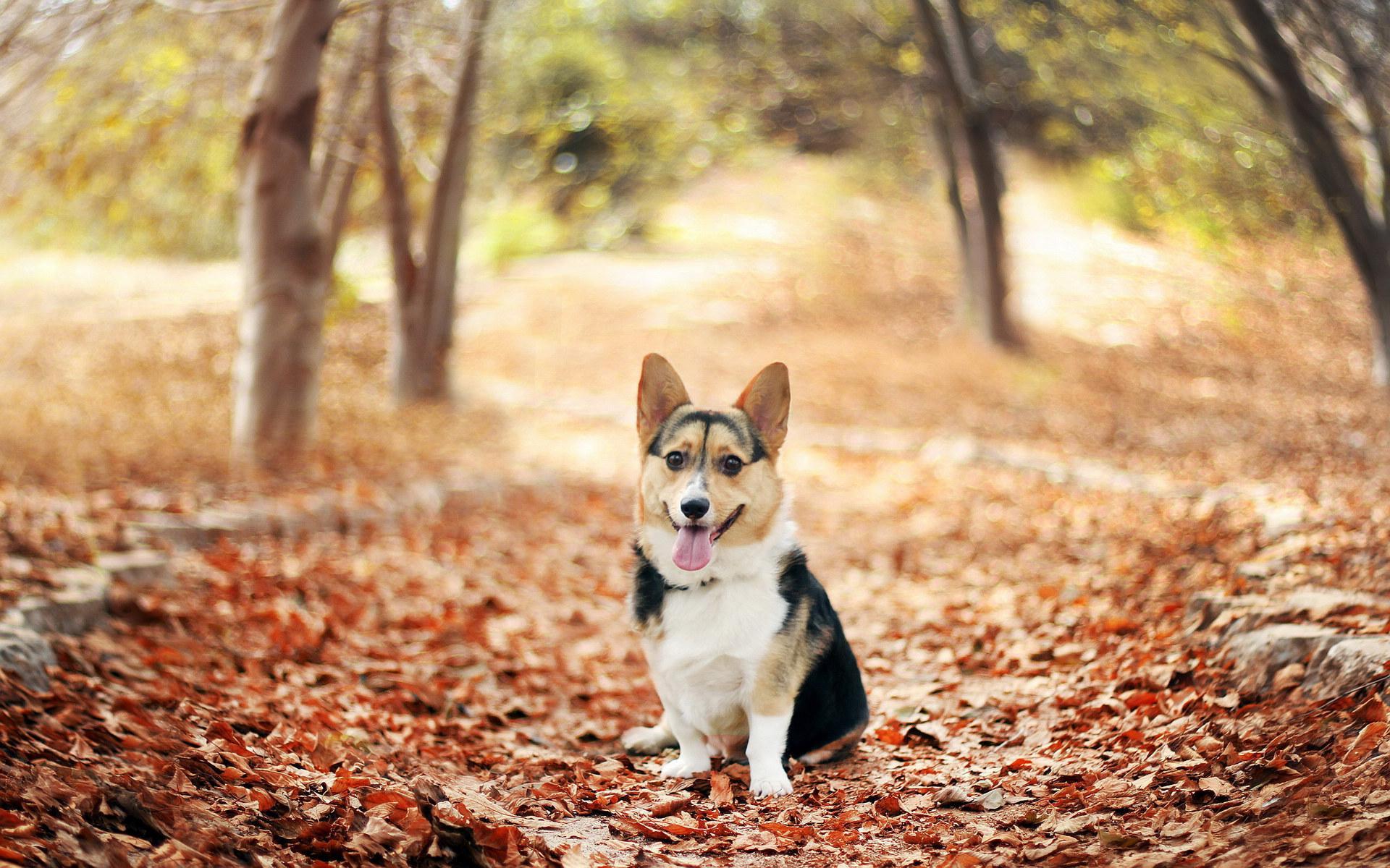 1920x1200 Pembroke Welsh Corgi Wallpaper HD Download