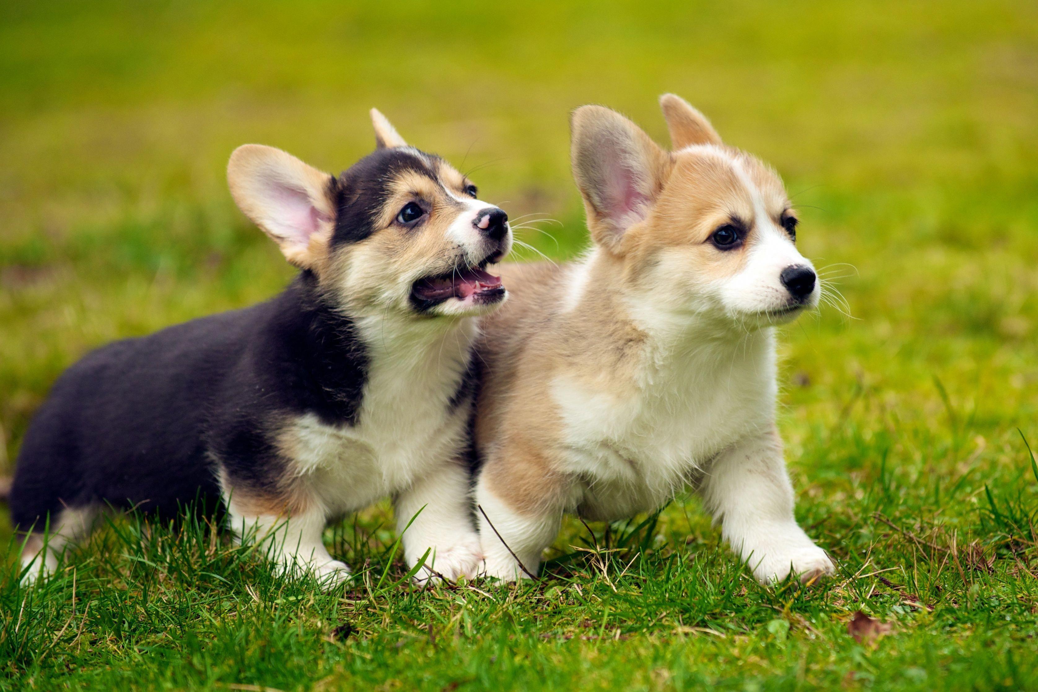 3351x2234 corgi puppies. Welsh Corgi Puppies Wallpaper Pin it #pembrokewelshcorgiforsale. Welsh corgi puppies, Corgi dog, Corgi facts