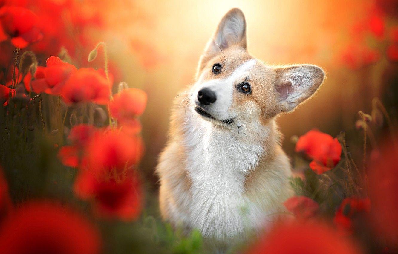 1332x850 Wallpaper look, flowers, Maki, portrait, dog, blur, face, Welsh Corgi image for desktop, section собаки