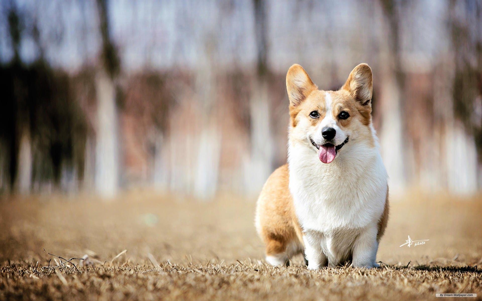 1920x1200 Free Animal Wallpaper