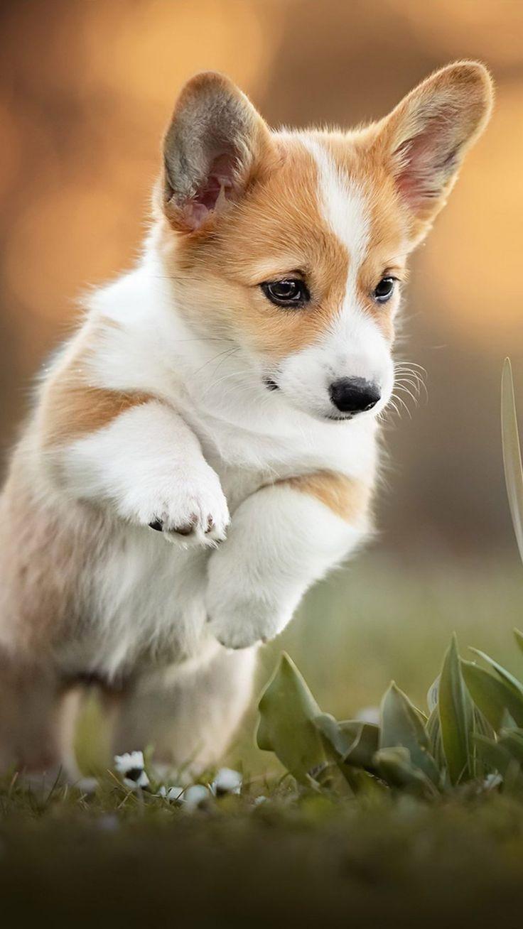 736x1308 Corgi Puppy Pet Dog. Corgi puppy, Cute puppy wallpaper, Corgi wallpaper