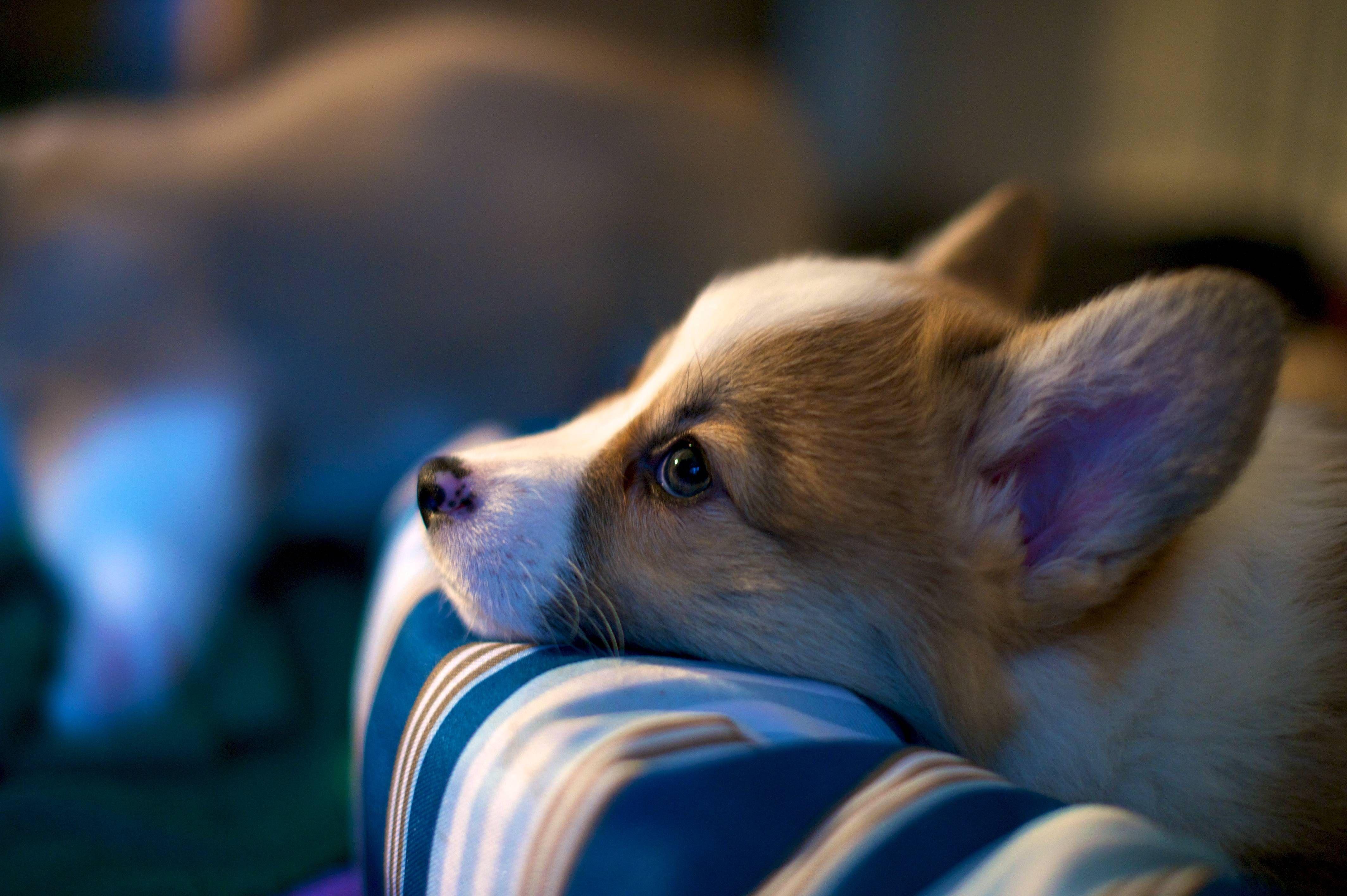 4256x2832 4K Corgi Wallpaper .