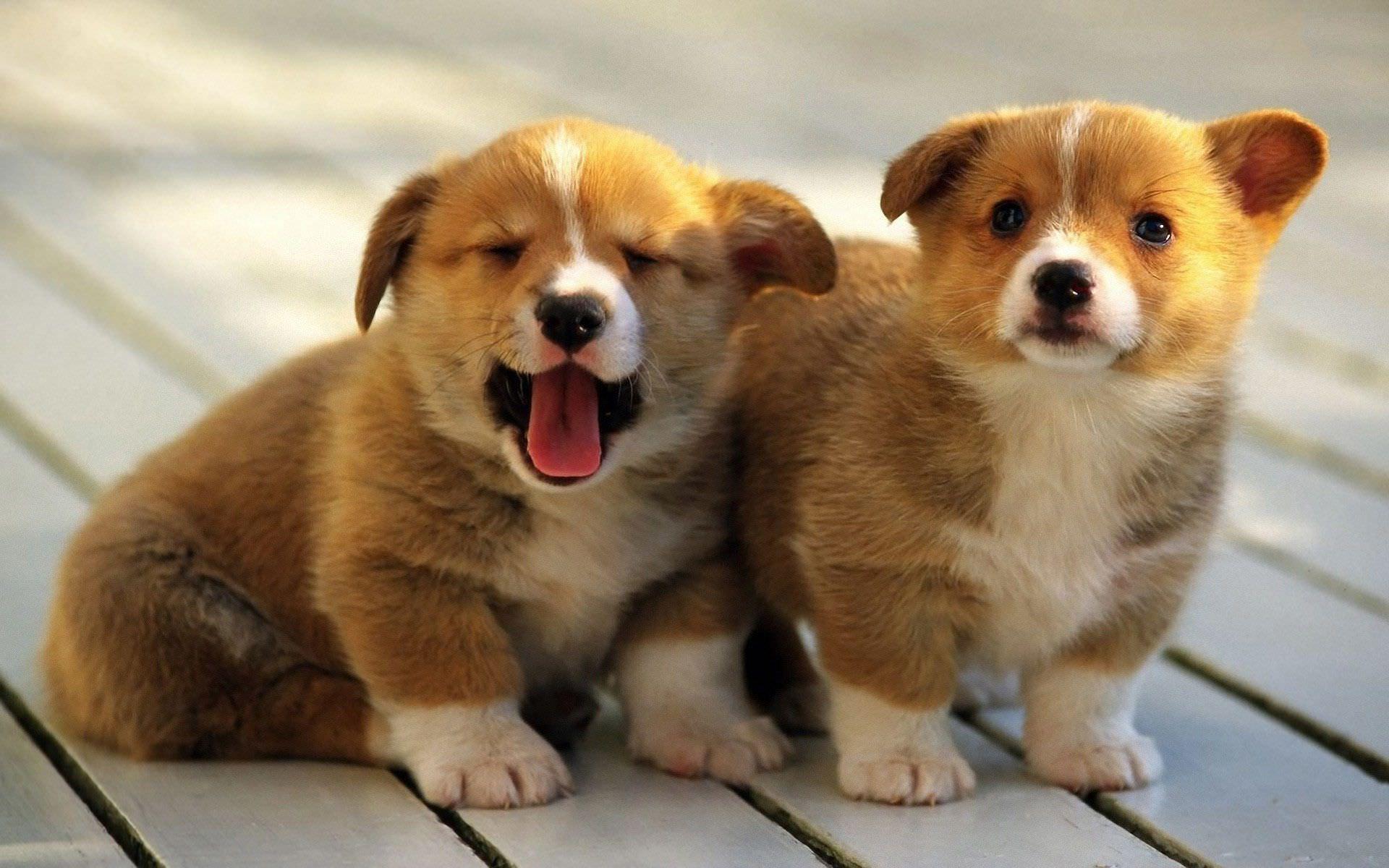 1920x1200 Corgi Wallpaper for Android