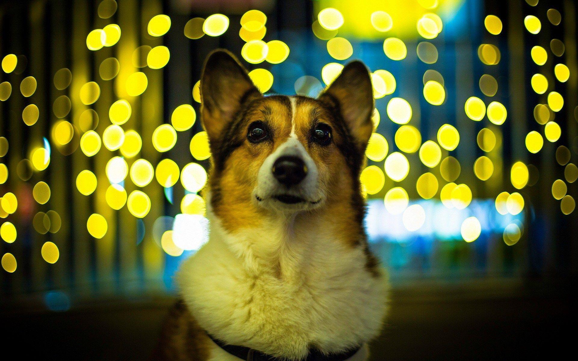 1920x1200 Corgi Wallpaper For Laptop HD Wallpaper