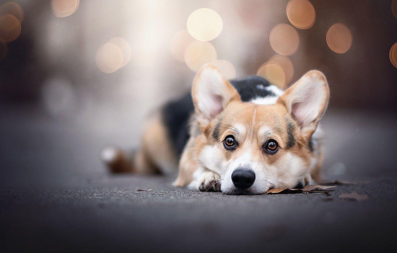 Doggie Corgi Wallpapers - Top Free Doggie Corgi Backgrounds