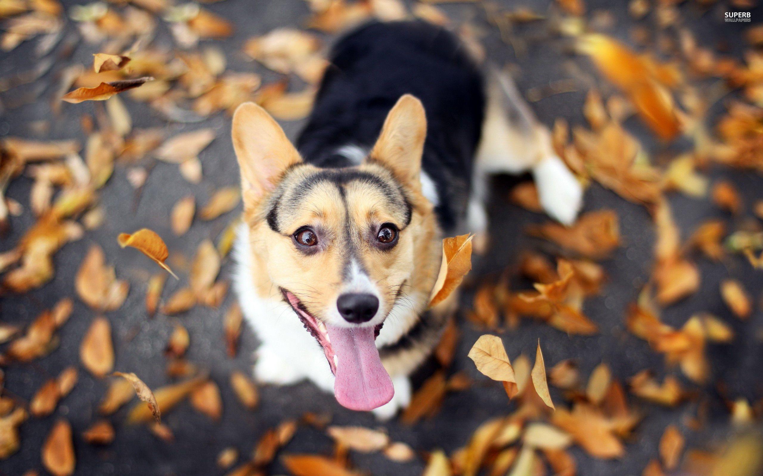 2560x1600 Happy Welsh Corgi Wallpaper Src Free Download Corgi HD Wallpaper