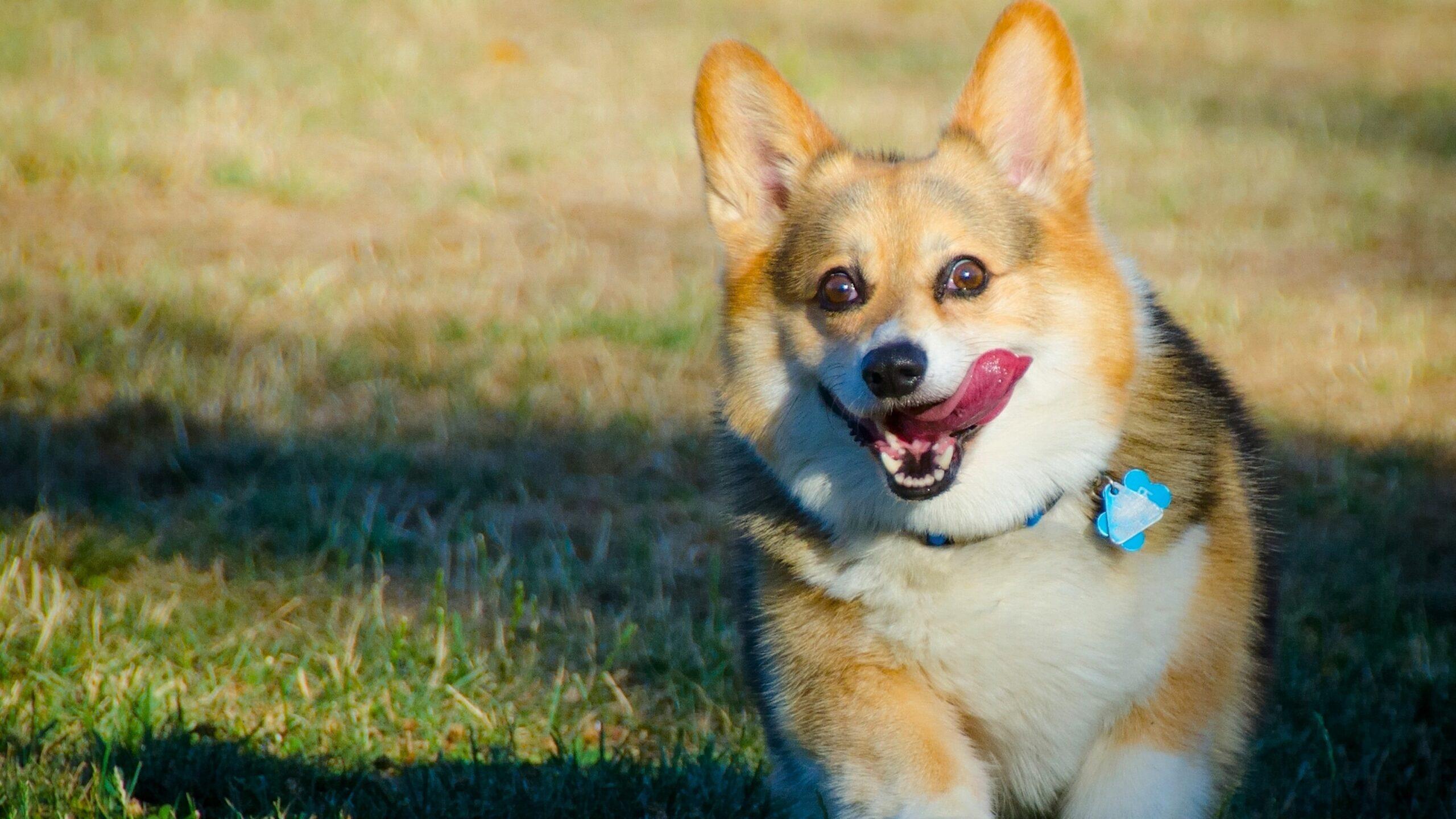 2560x1440 Pembroke Welsh Corgis Dog Wallpaper