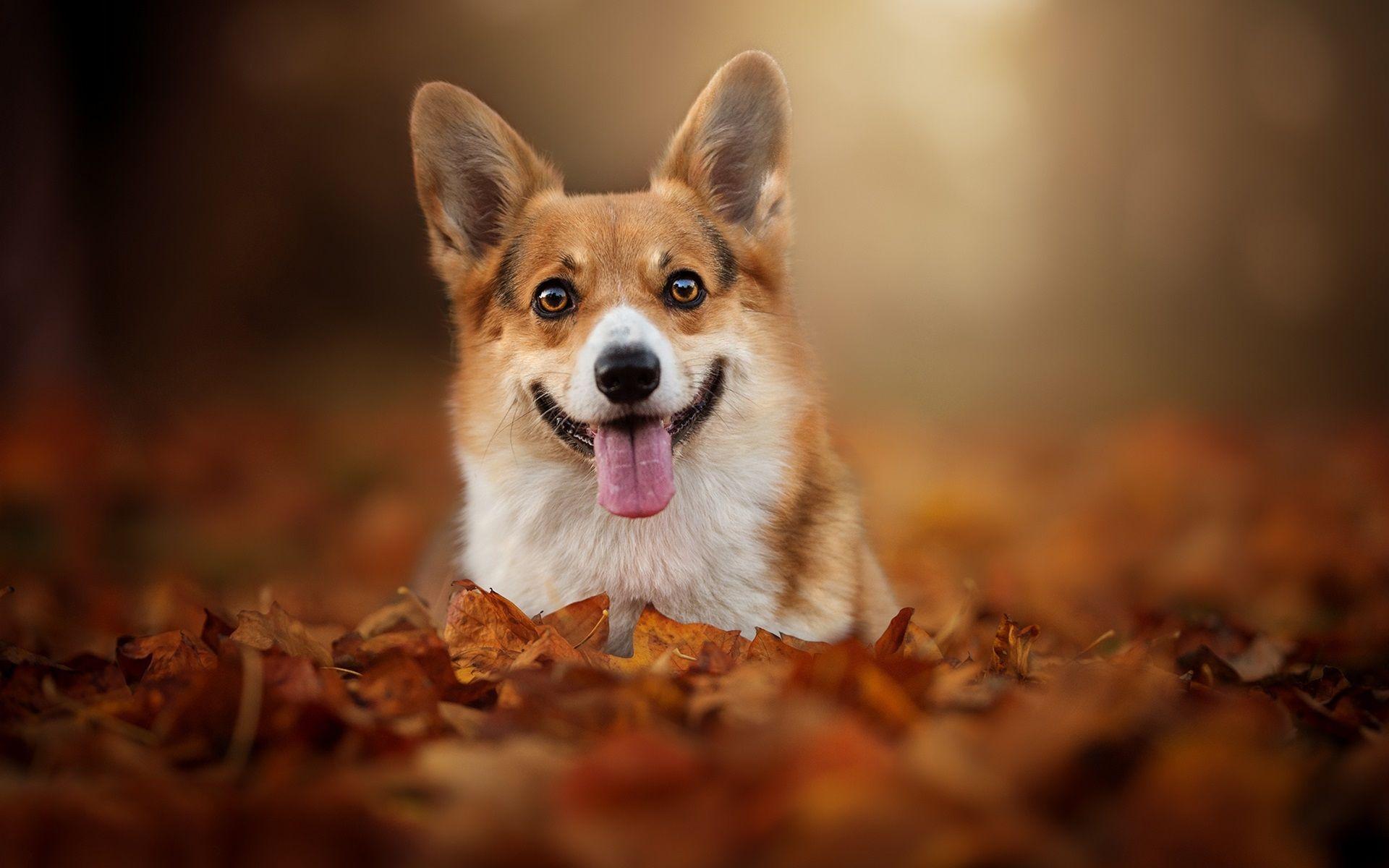 1920x1200 Wallpaper Welsh Corgi, dog, look, tongue 1920x1200 HD Picture, Image