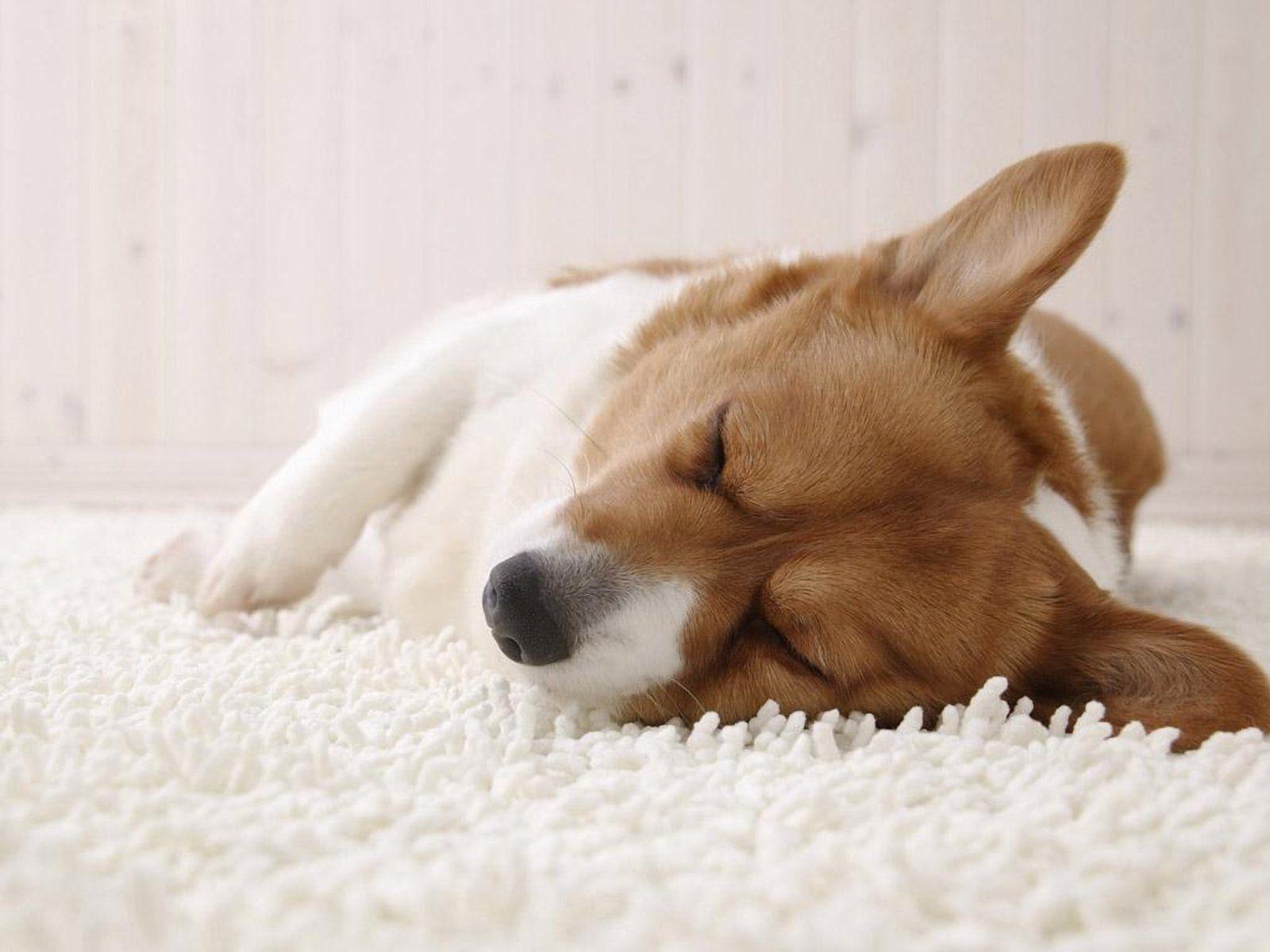 1600x1200 Corgi Wallpaper HD .