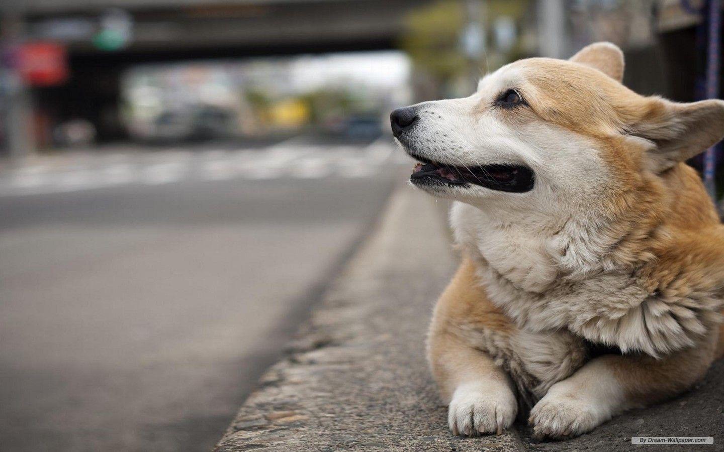 1440x900 Free Wallpaper Animal wallpaper Corgi wallpaper