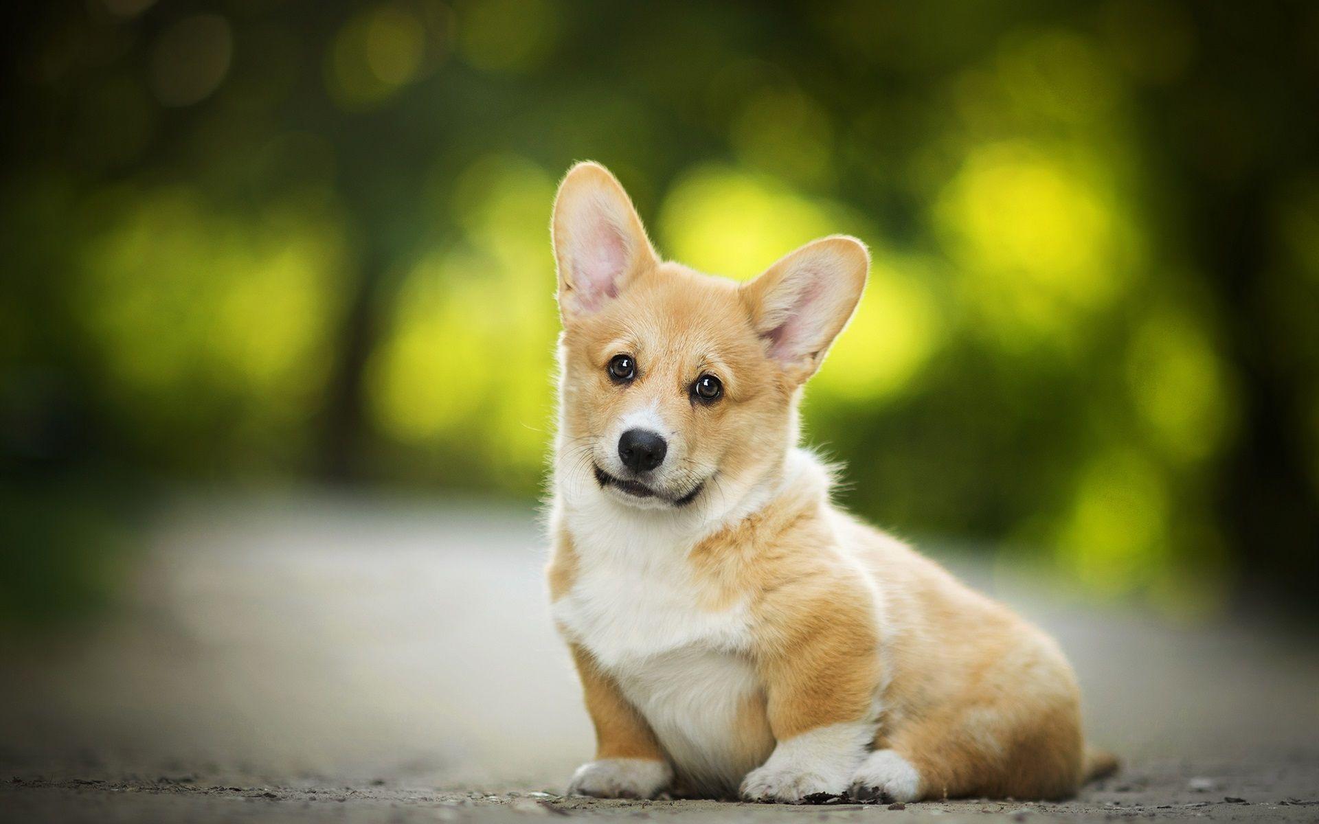 Welsh Corgi Wallpapers - Top Free Welsh Corgi Backgrounds - WallpaperAccess