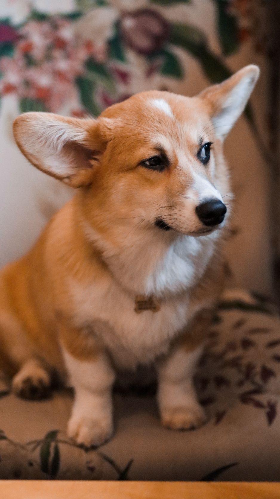 938x1668 Wallpaper Welsh Corgi, Dog, Brown, White, Pet