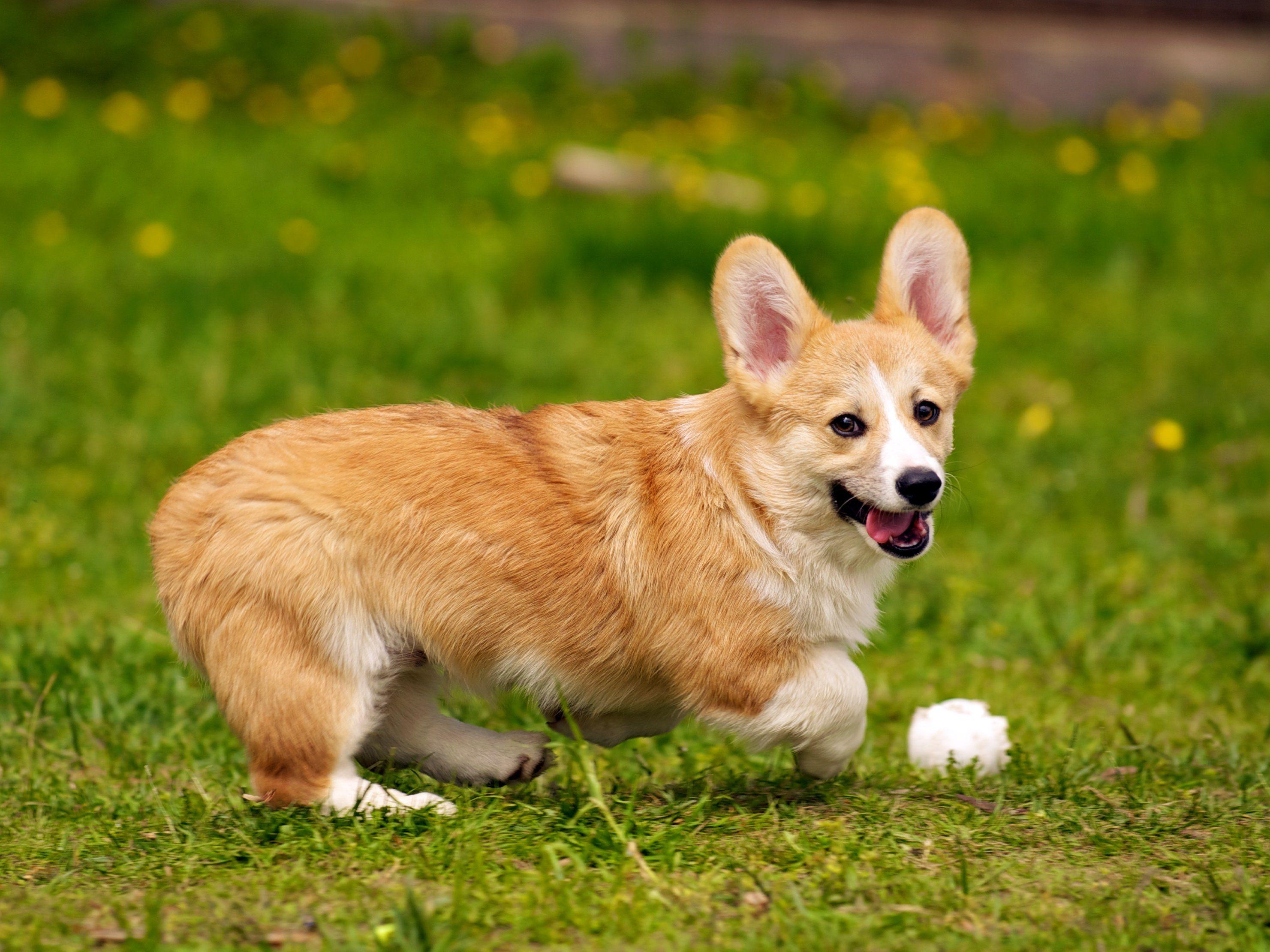 2962x2221 Pembroke Corgi free HD wallappers