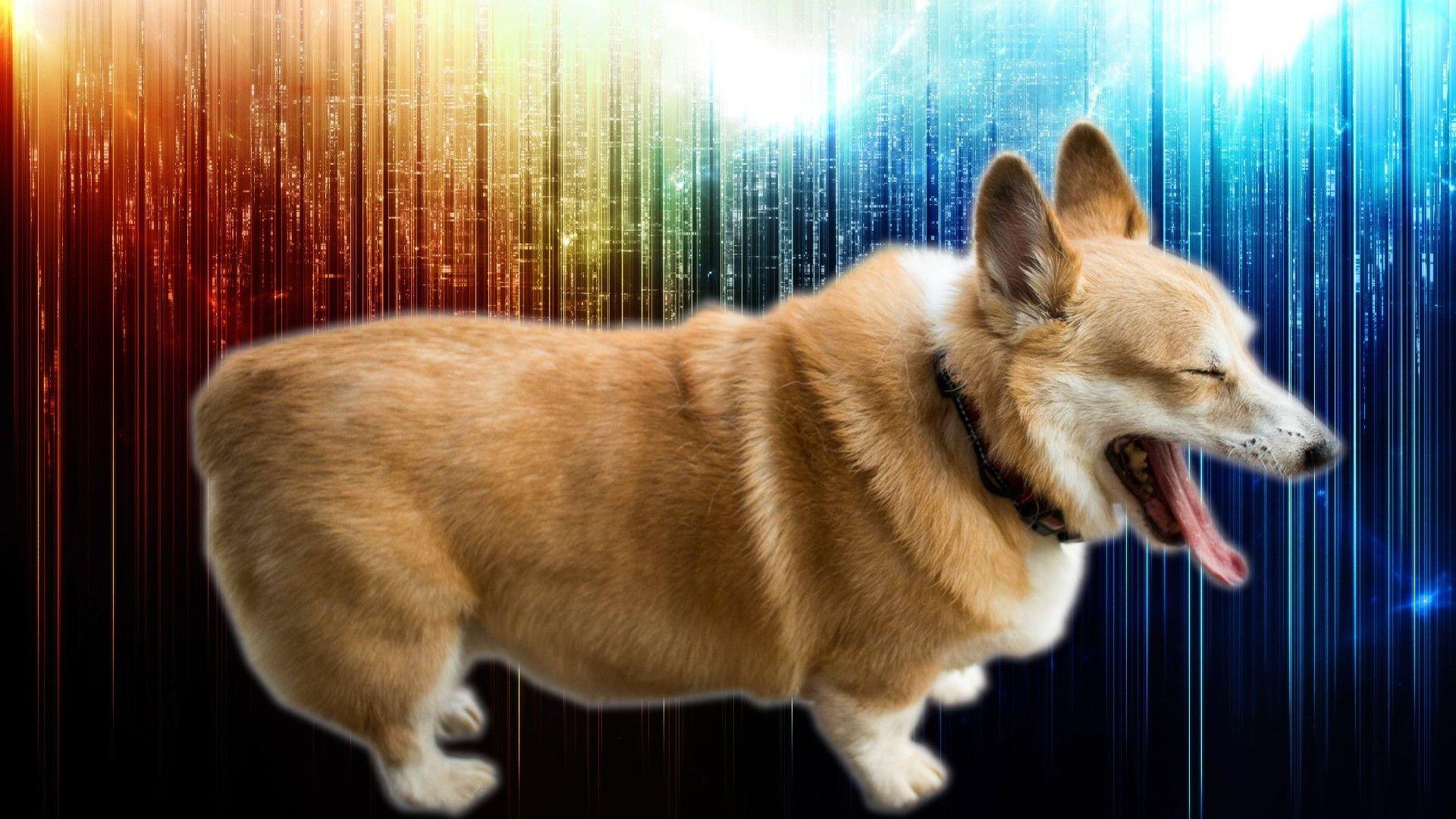 1920x1080 Corgi Wallpaper I made hope you enjoy!!
