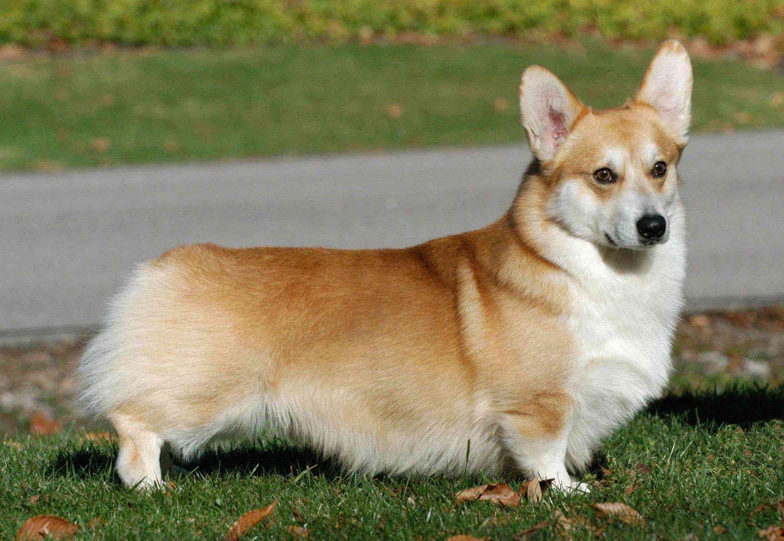1600x1105 Corgi Welsh Stock Dog Registry