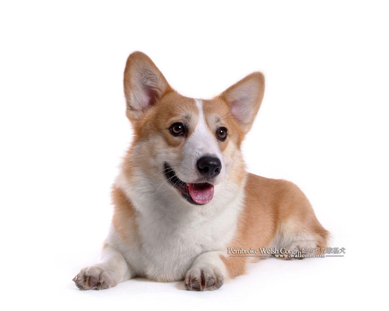 1280x1024 Pembroke Welsh Corgi Wallpaper