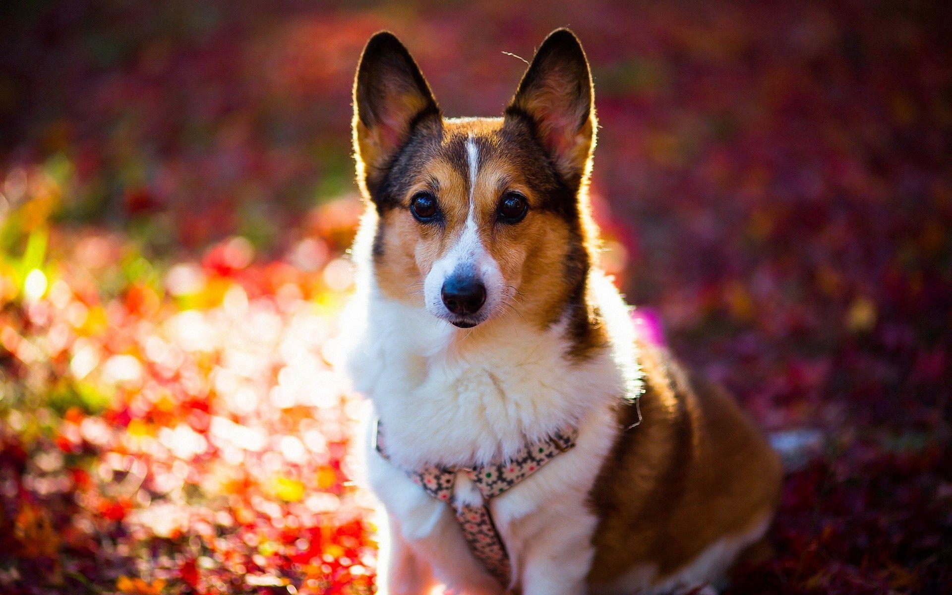 1920x1200 Download wallpaper 1920x1200 welsh corgi, dog, light, face HD background