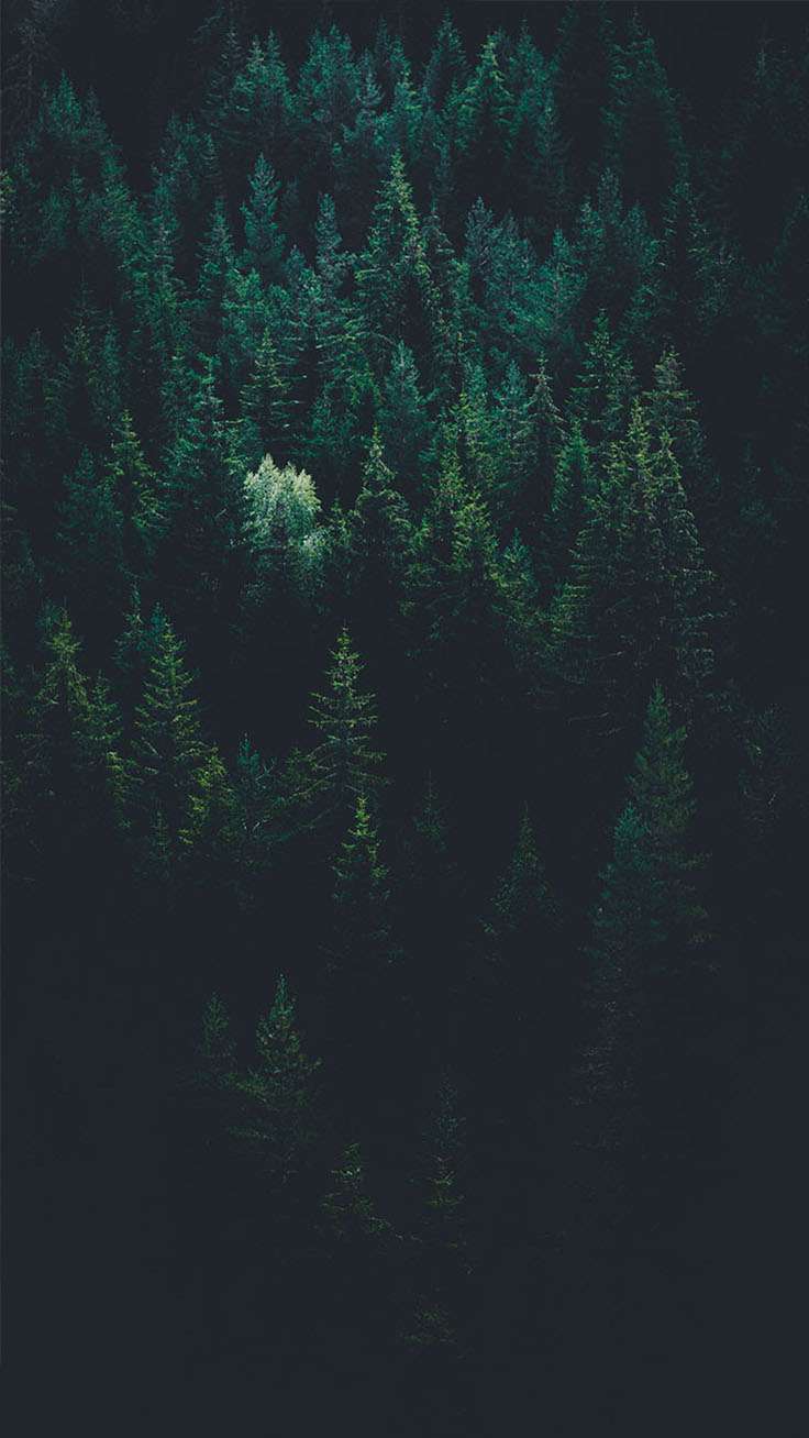 736x1308 iPhone Dark Landscape Wallpaper