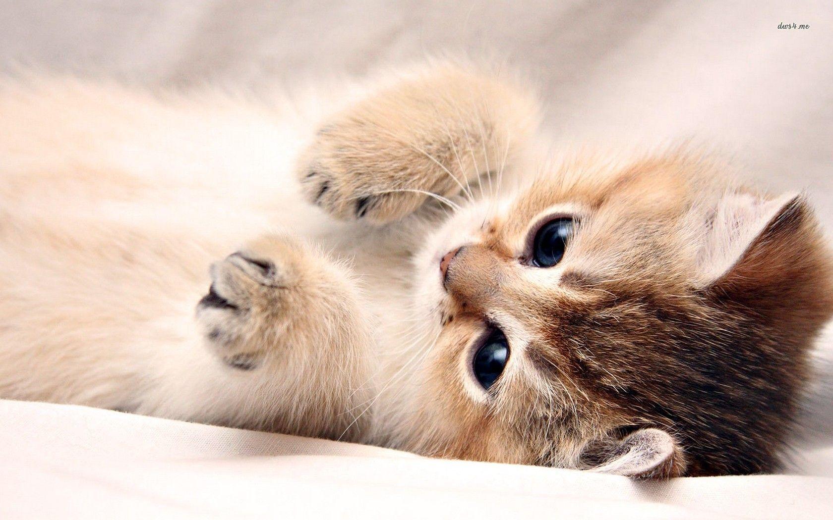 Kitten Wallpapers - Top Free Kitten Backgrounds - WallpaperAccess