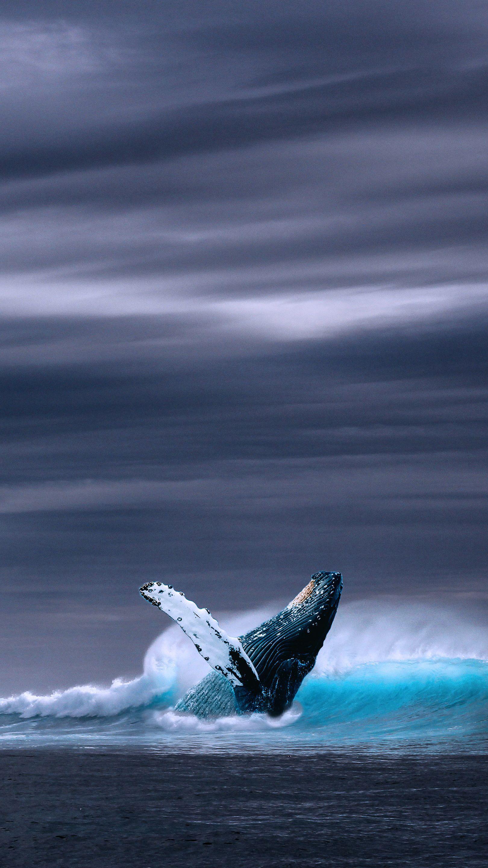 1620x2880 Blue Whale Mobile HD Wallpaper. Beautiful sea creatures, Whale picture, Ocean creatures