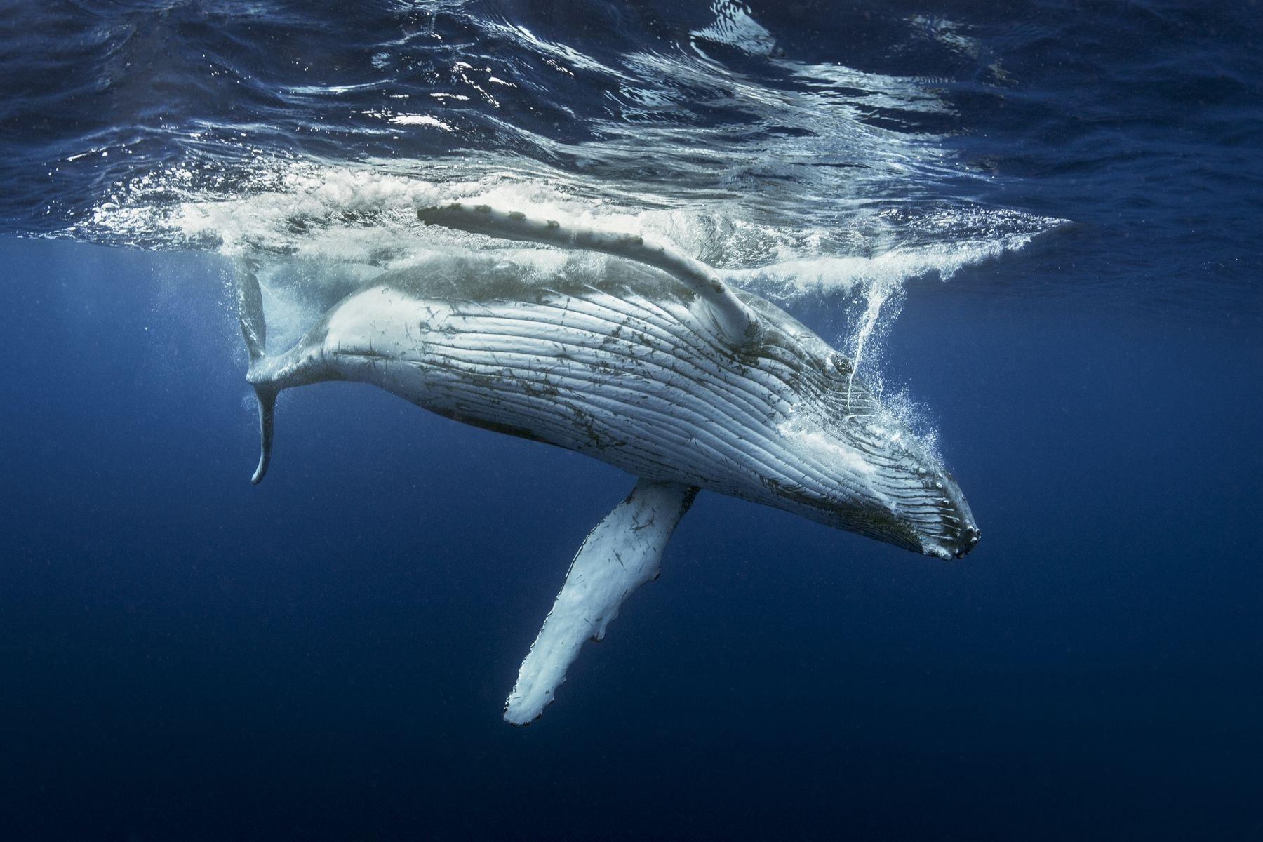 1800x1200 Buy Humpback whale wallpaper US shipping at