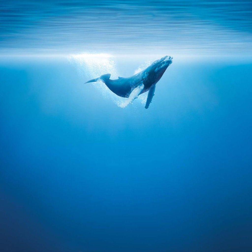 1024x1024 Humpback Whale Wallpaper