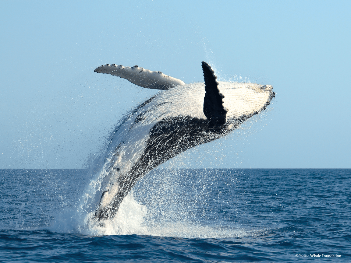 1152x864 Humpback whale wallpaperx864