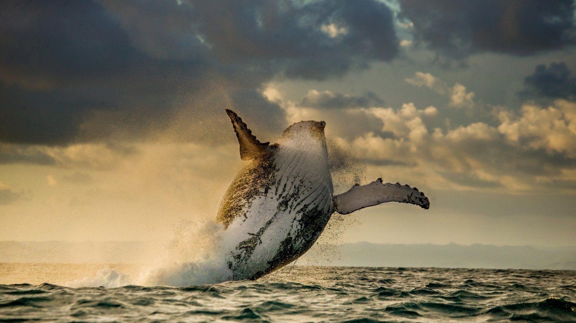 1920x1076 Humpback Whale Wallpaper 1920×1076