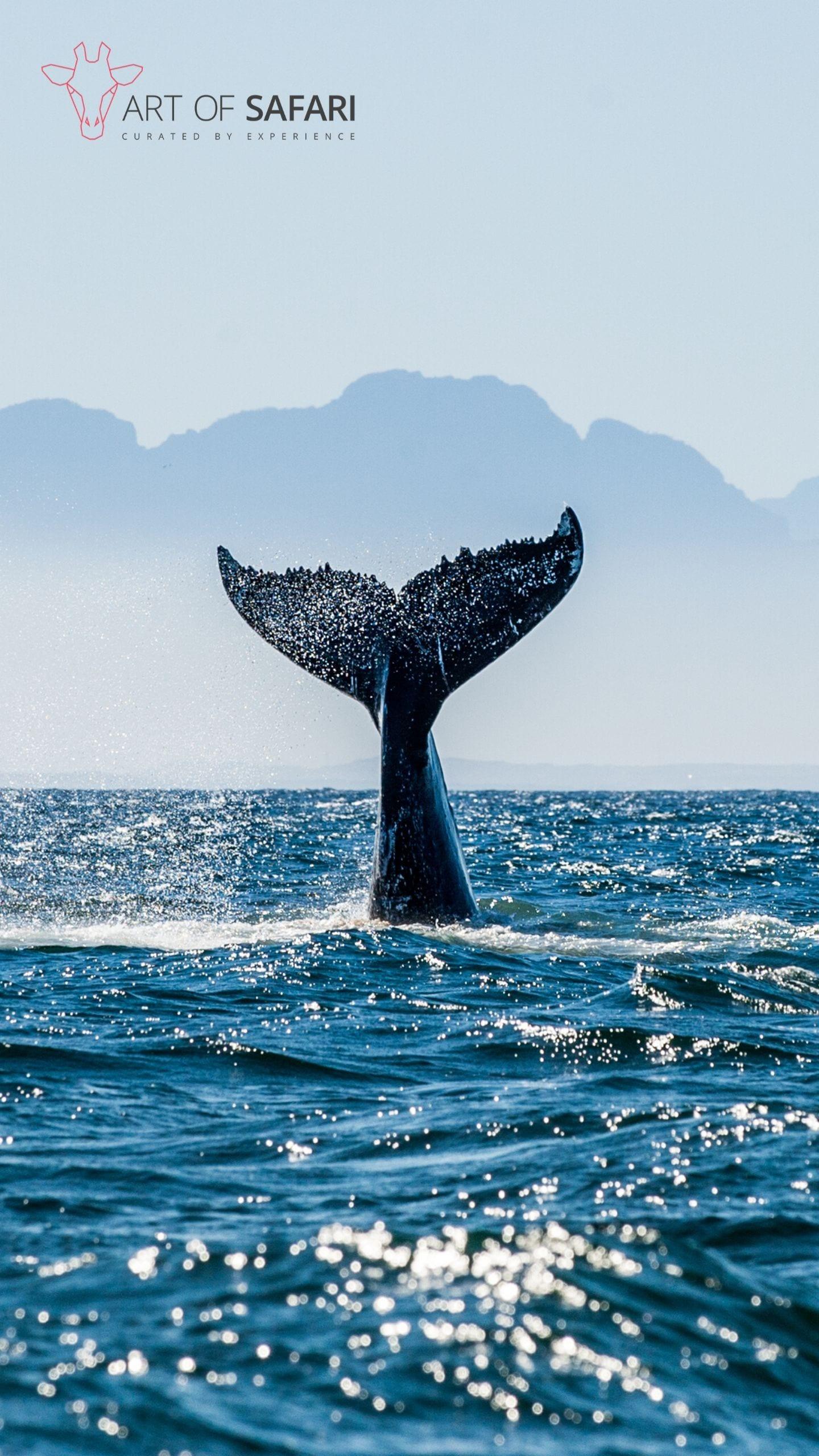1440x2560 A humpback whale fluking in the ocean. Art Of Safari