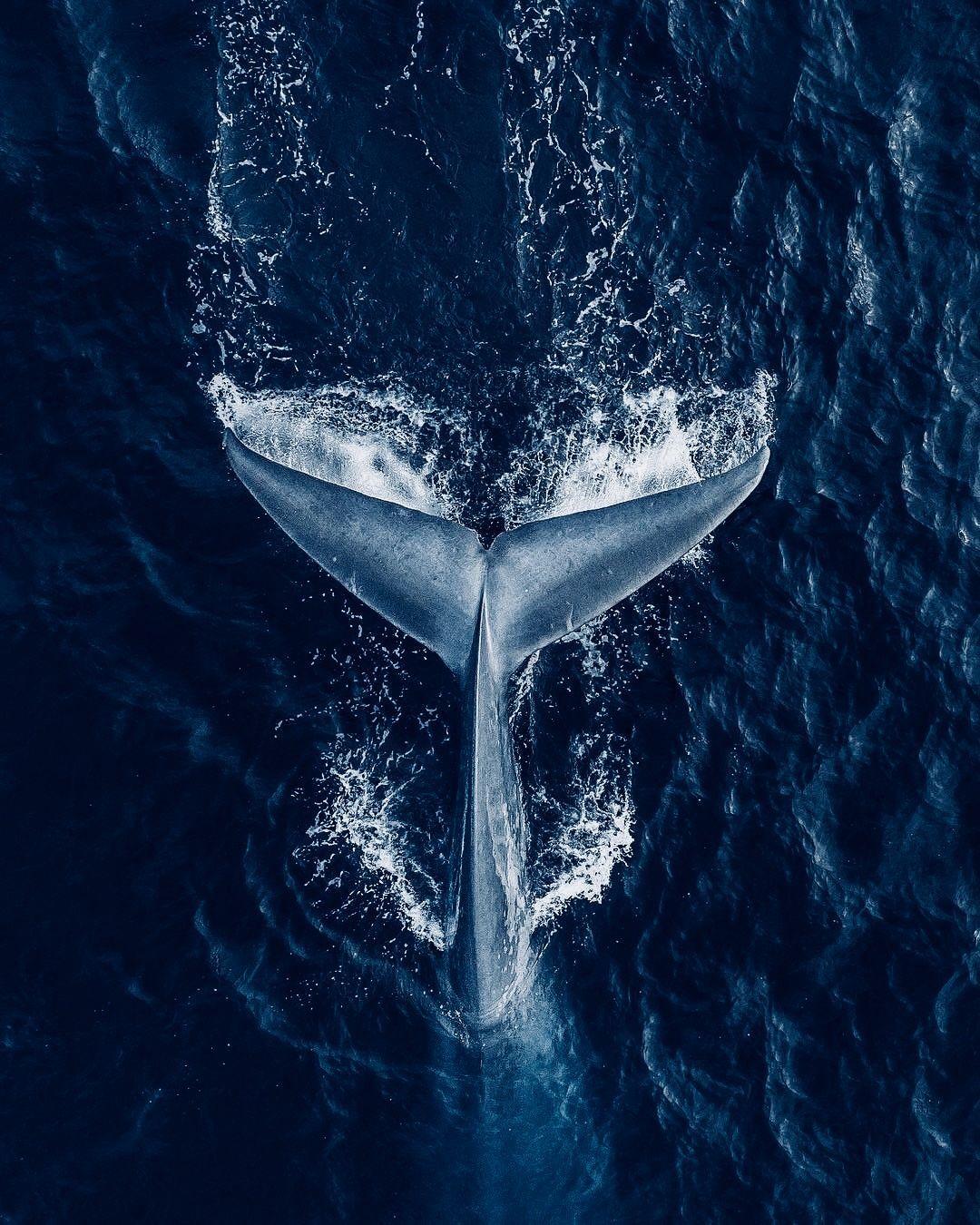 1080x1350 Humpback Whale Portrait HD Wallpaper & Background Download