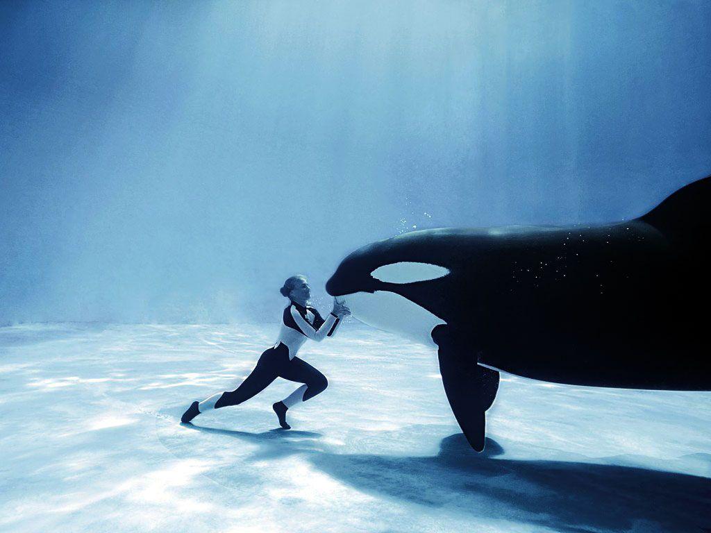 1024x768 Humpback Whale Photo Humpback Whale Wallpaper Killer Whale HD Wallpaper