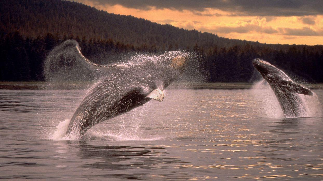 1244x700 Whales humpback whales wallpaperx1080