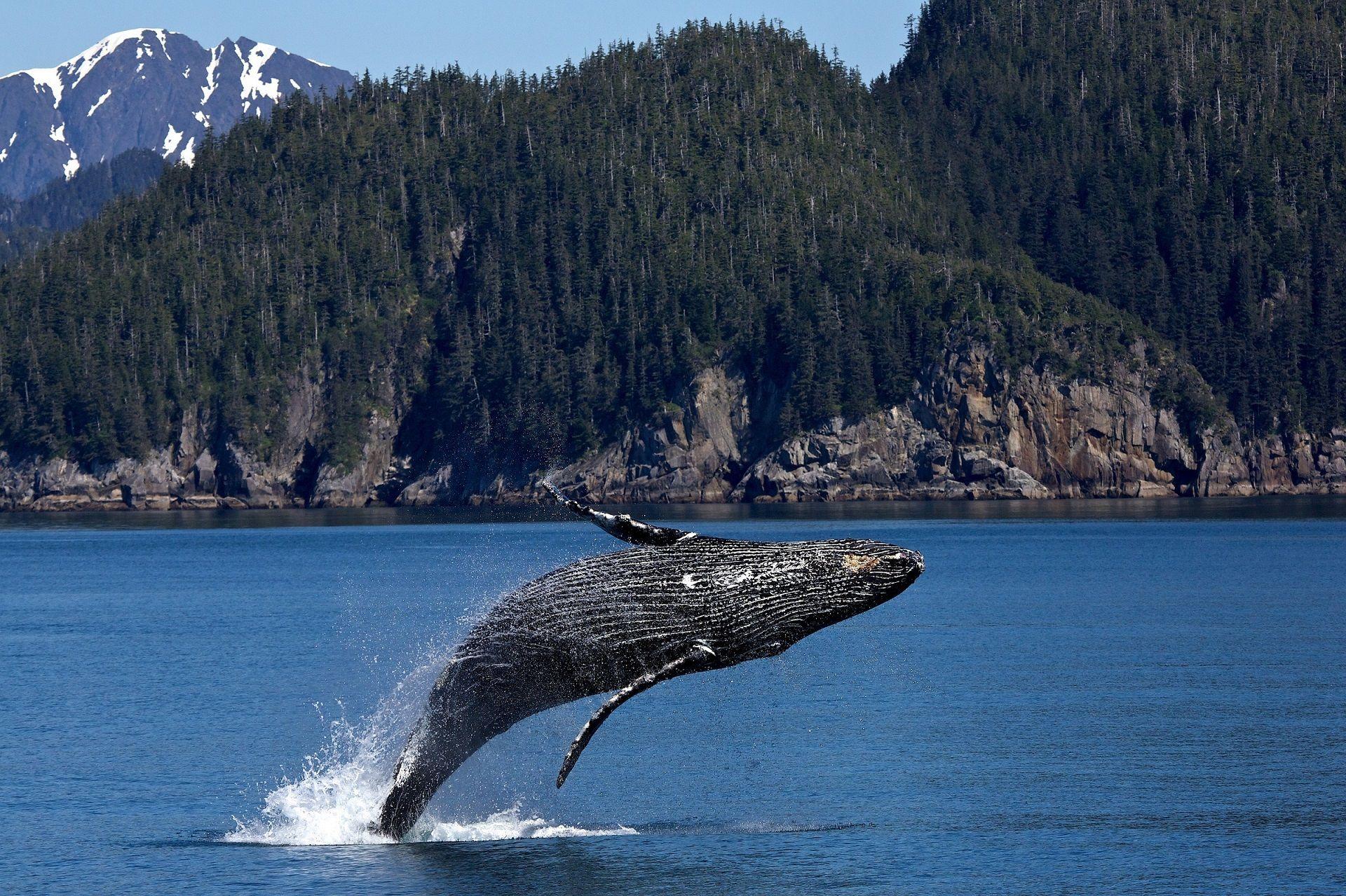 1920x1279 Humpback Whale Wallpaper Background. HD Wallpaper Background