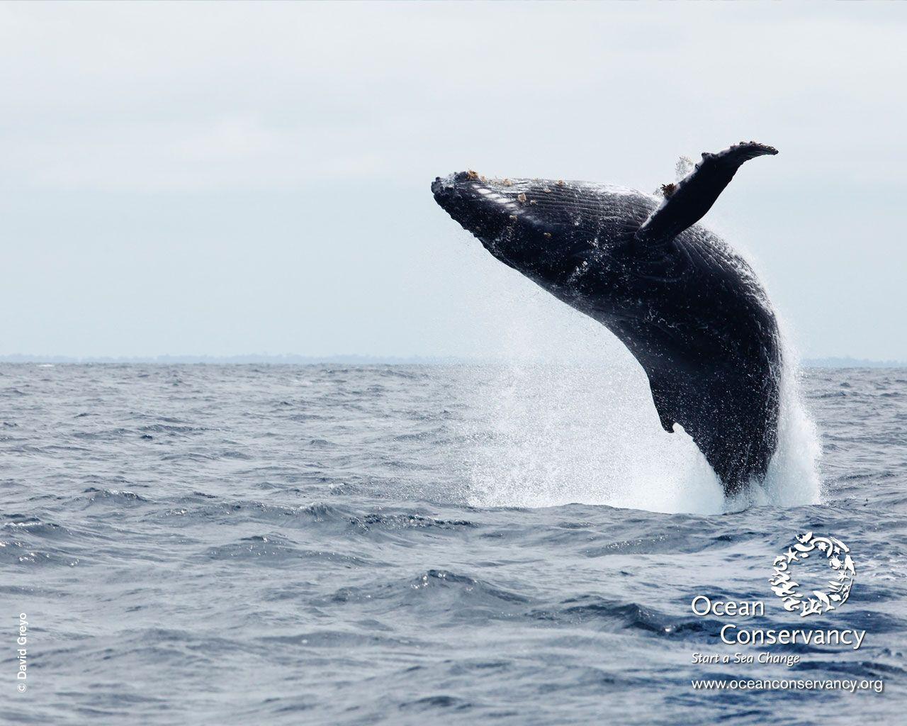 1280x1024 Whale Desktop Wallpaper