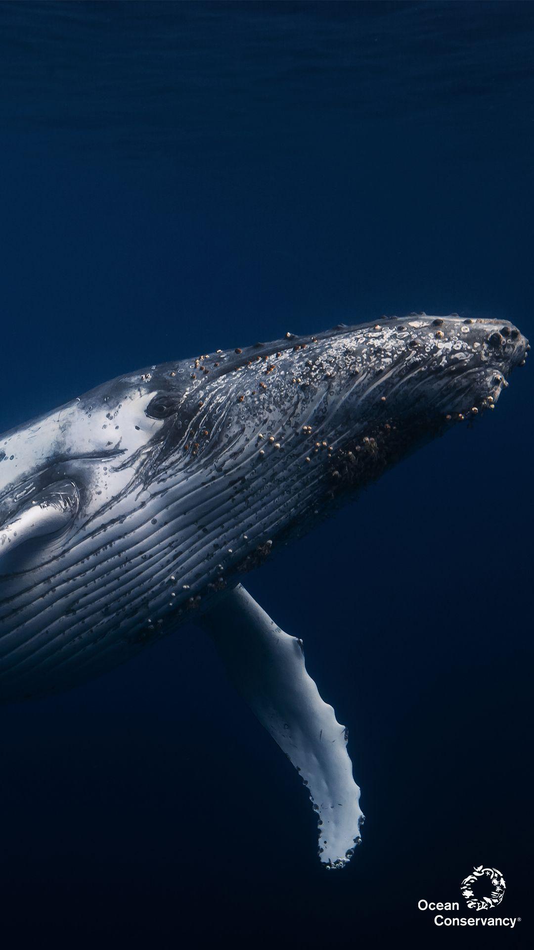 1080x1920 Whale Paper Download