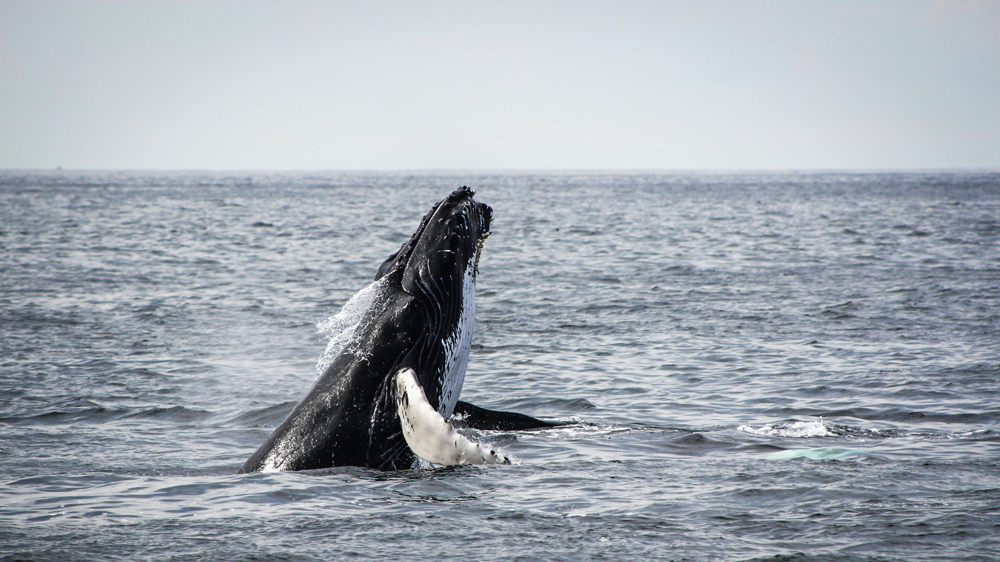 3840x2160 Humpback Whale Breaching 4K wallpaper