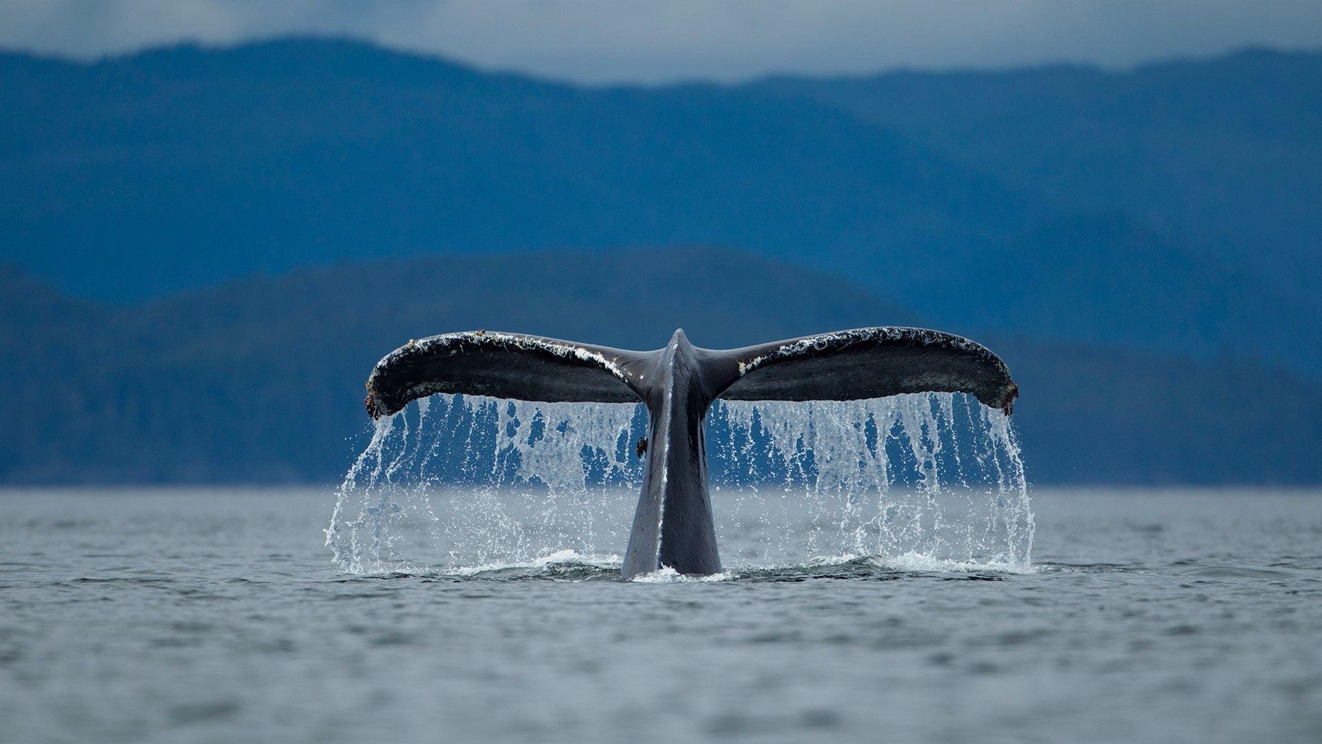 1920x1080 Diving Humpback Whale, Alexander Archipelago, Alaska, USA [1920x1080]