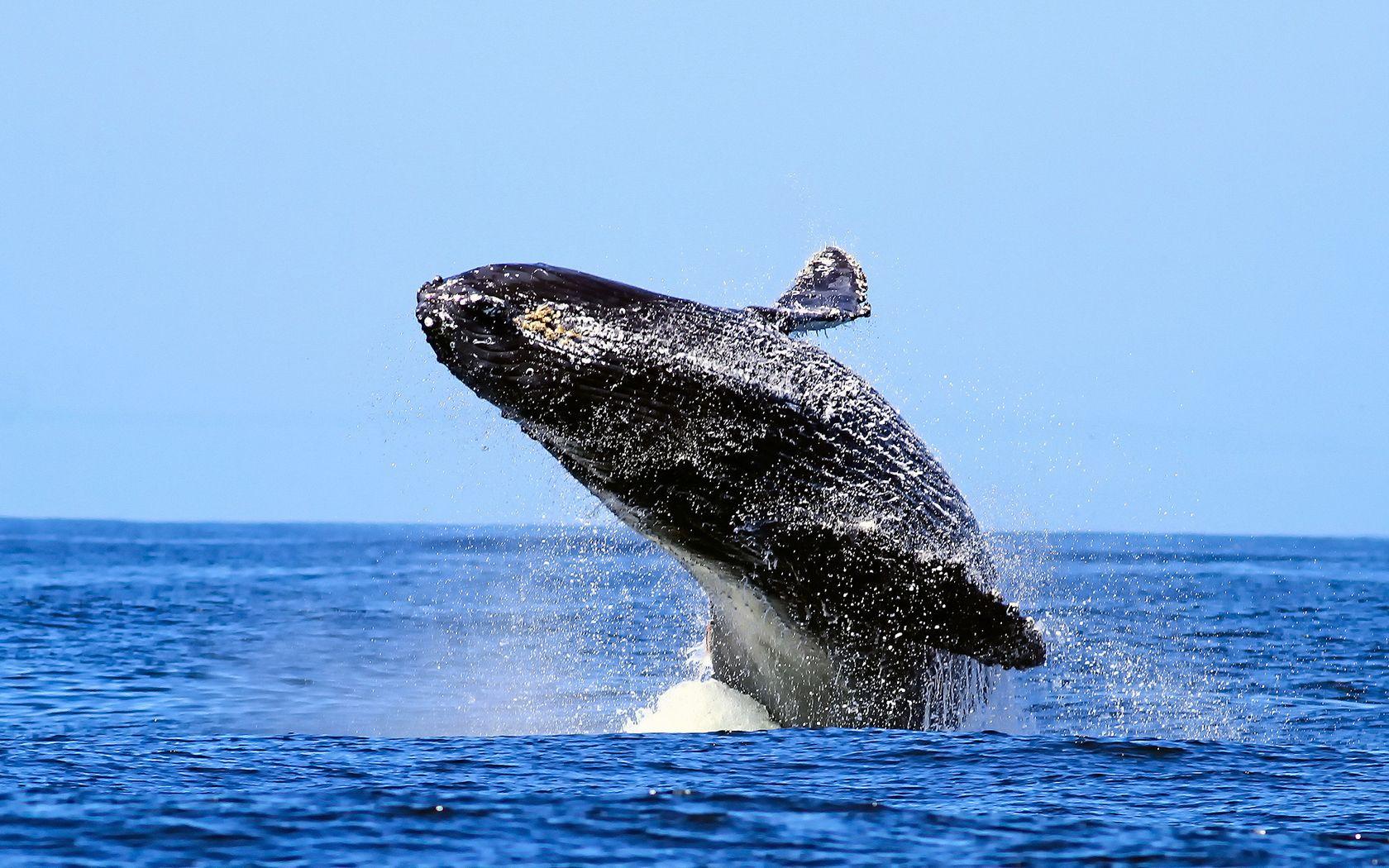1680x1050 Breaching Humpback Whale Wallpaper