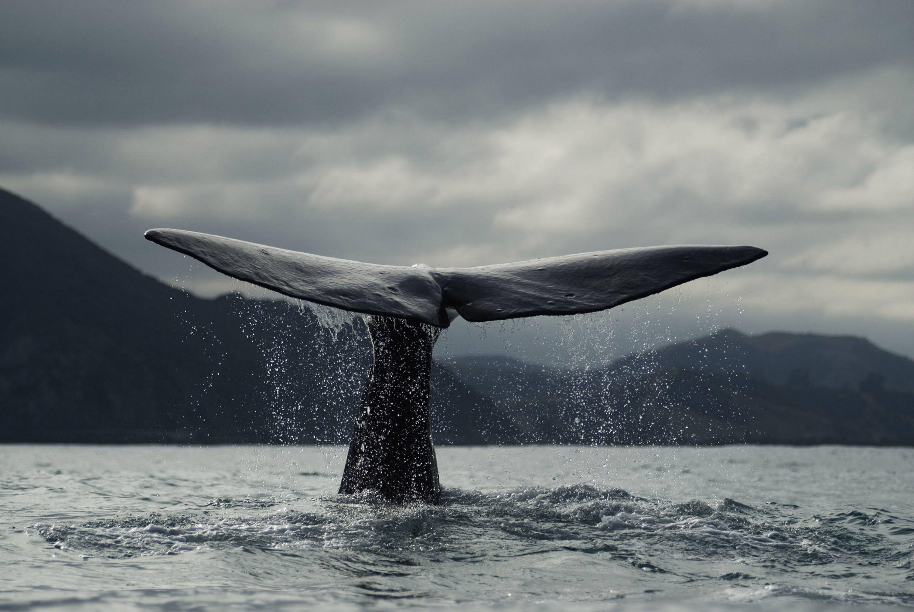 3010x2015 Whale Wallpaper