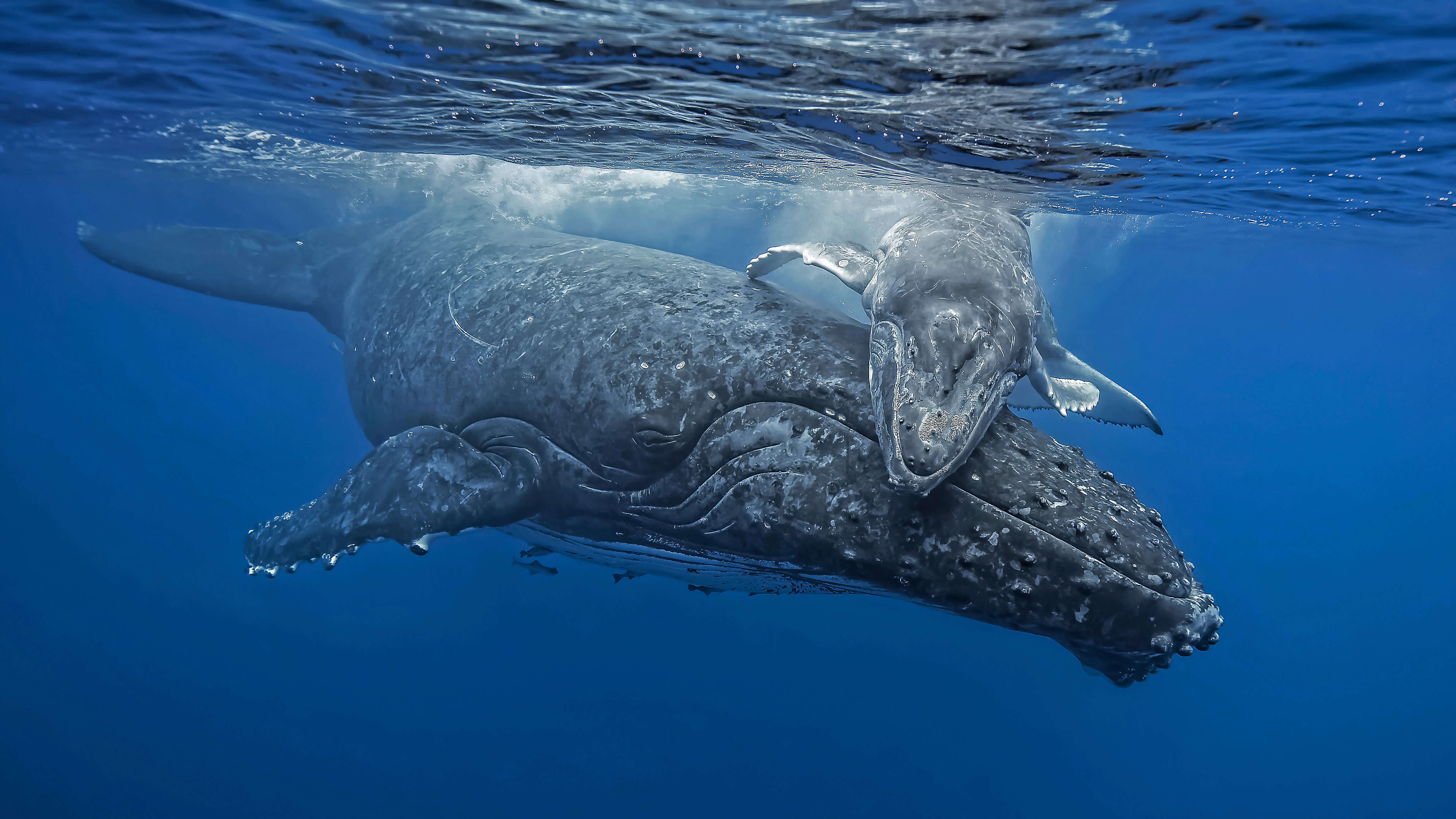 Кит самое большое млекопитающее. Китообразные горбатый кит. Синий горбатый кит. Горбатый кит Атлантического океана. Кит Горбач в тихом океане.