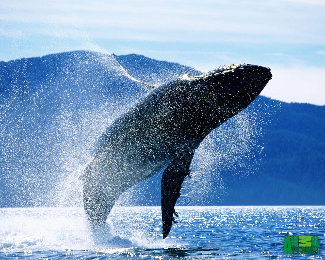 Humpback Whale Wallpapers - Top Free Humpback Whale Backgrounds ...