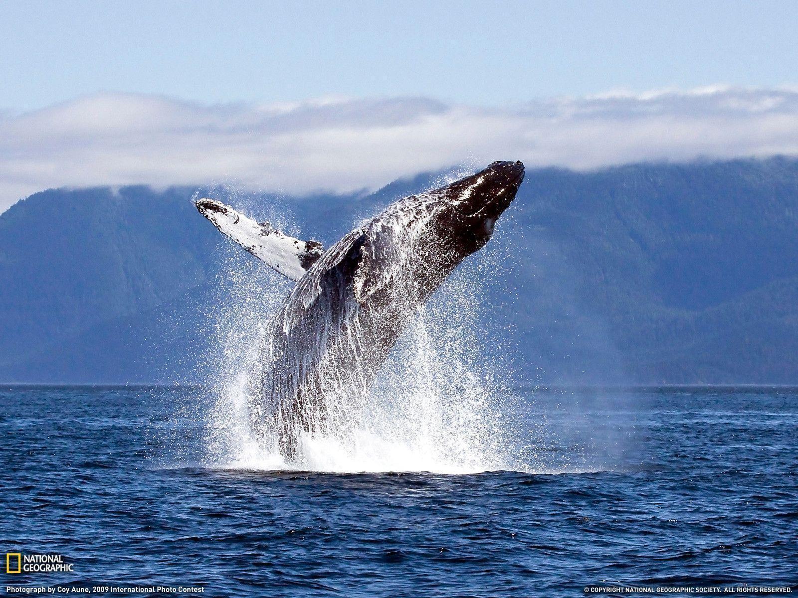 1600x1200 Humpback Whale Wallpaper