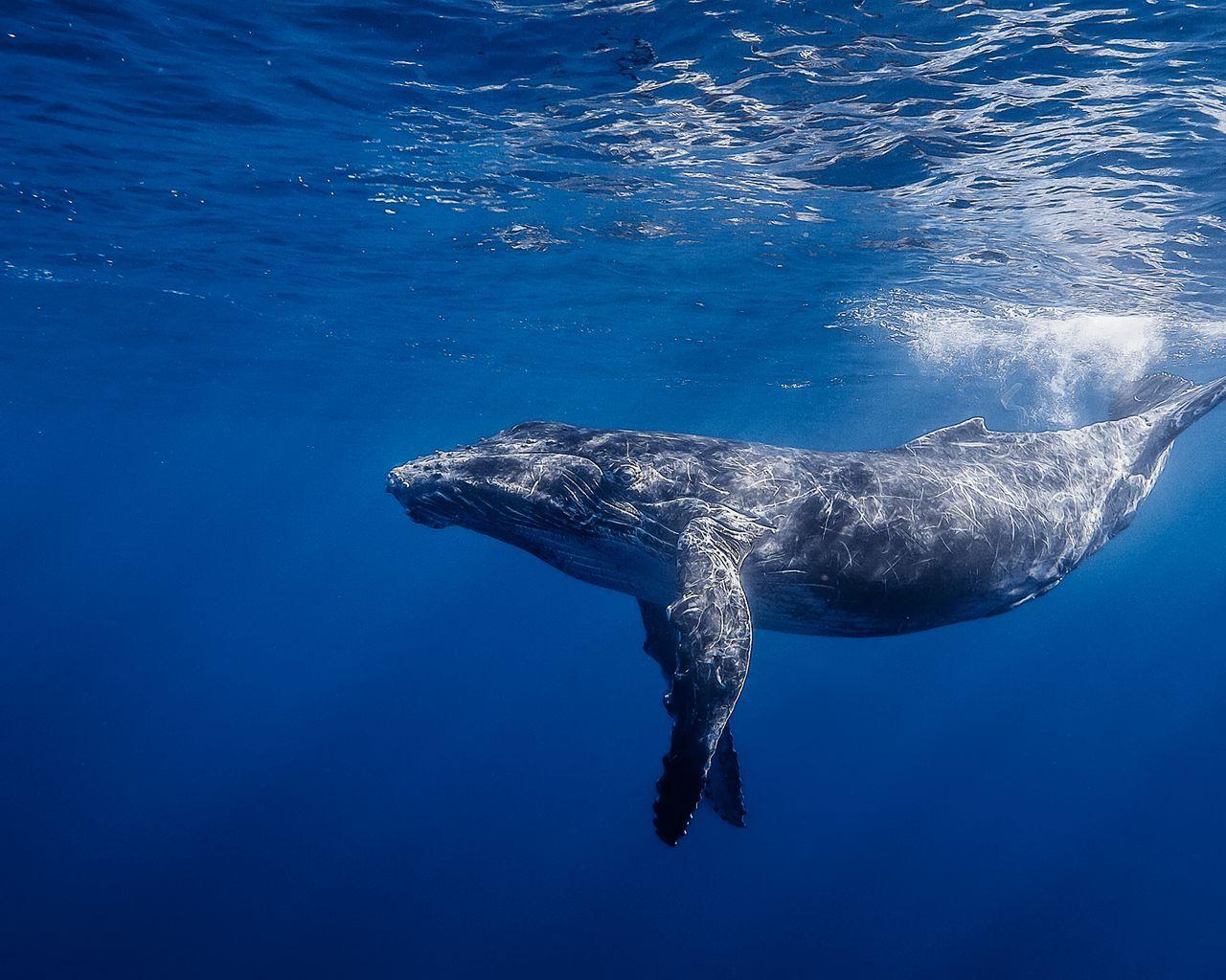 1280x1024 Download Wallpaper 1280x1024 Humpback Whale, Humpback Whale Long Armed, Ocean, Water, Light Standard 5:4 HD Background