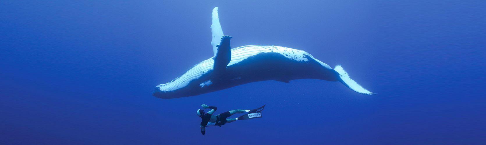 1670x500 Most viewed Humpback Whale wallpaperK Wallpaper