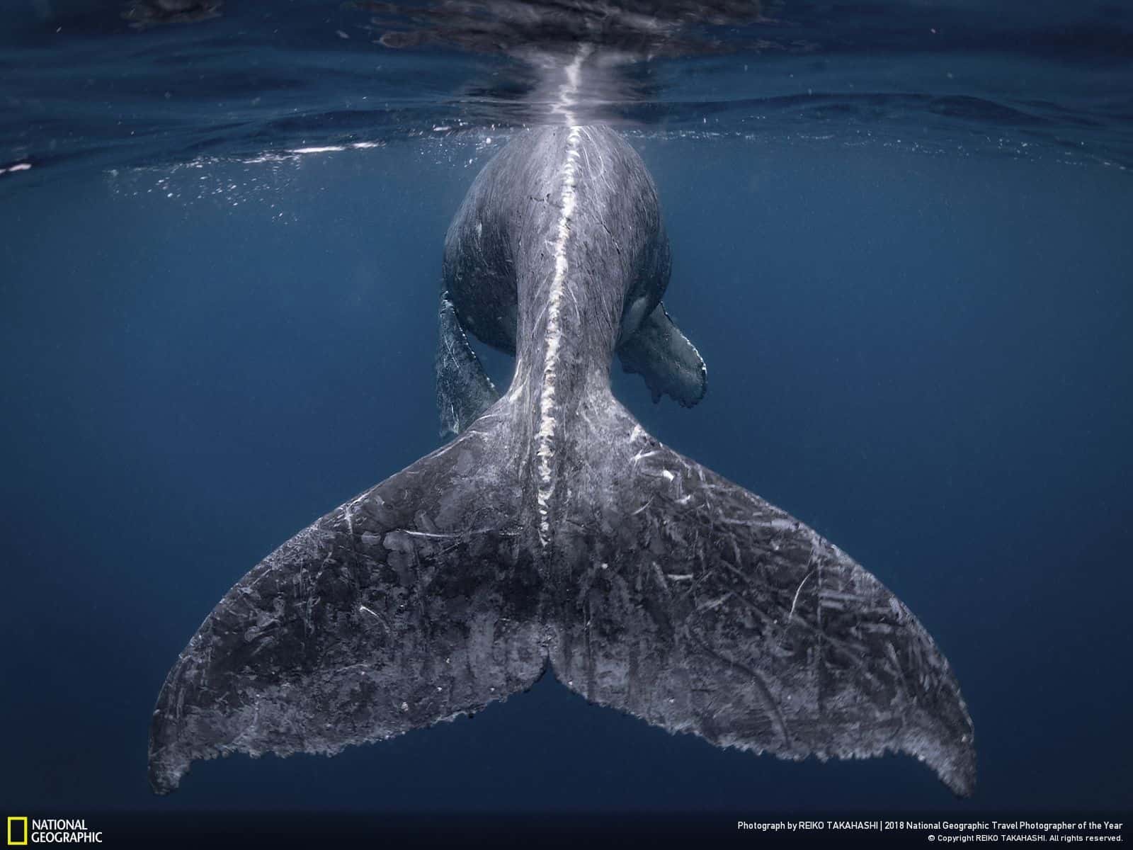 1600x1200 Humpback Whale Geographic Wallpaper & Background Download