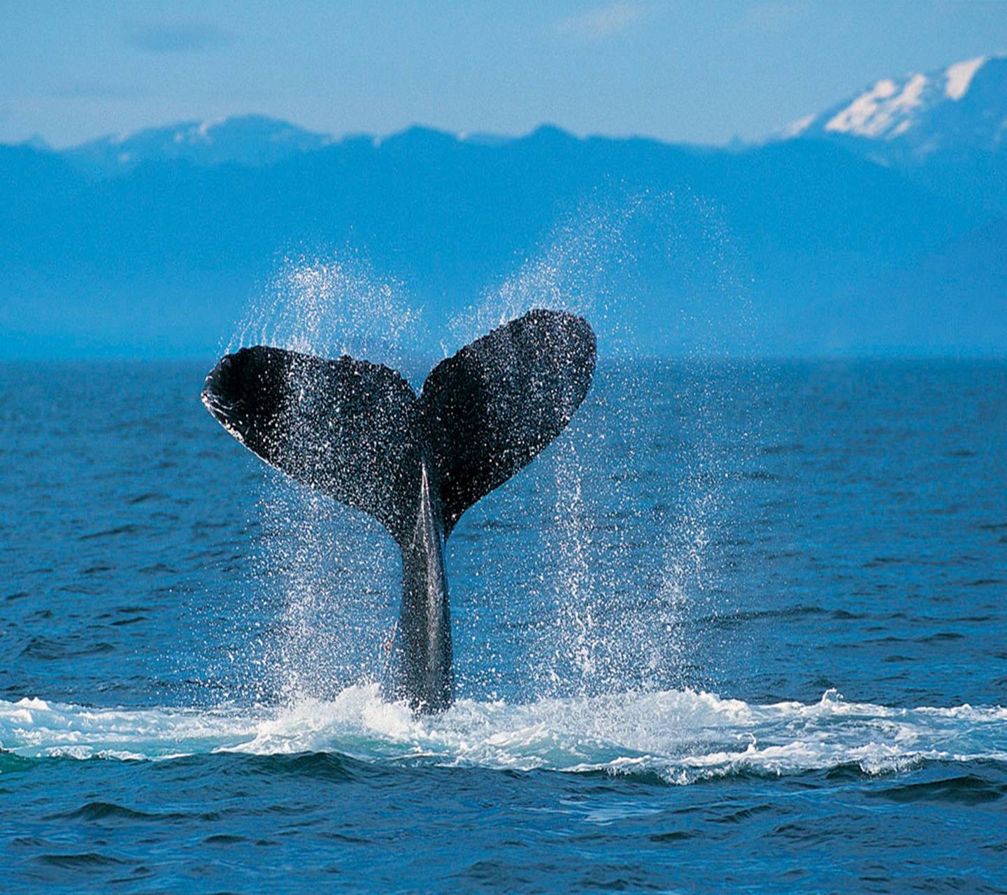 1440x1280 Humpback Whale wallpaper