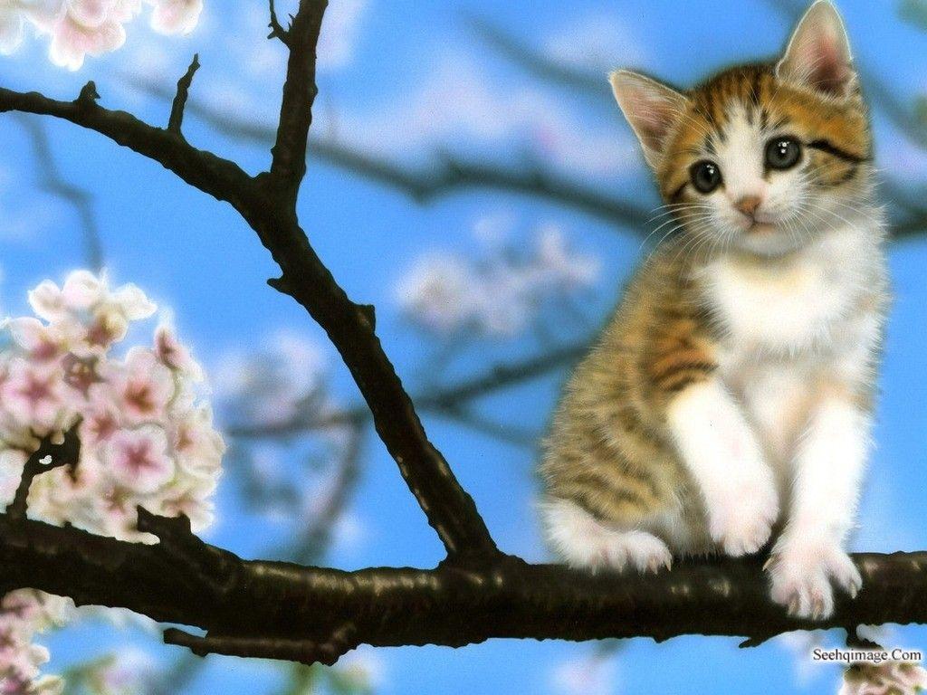 Baby Kitten Wallpapers - Top Free Baby Kitten Backgrounds - WallpaperAccess