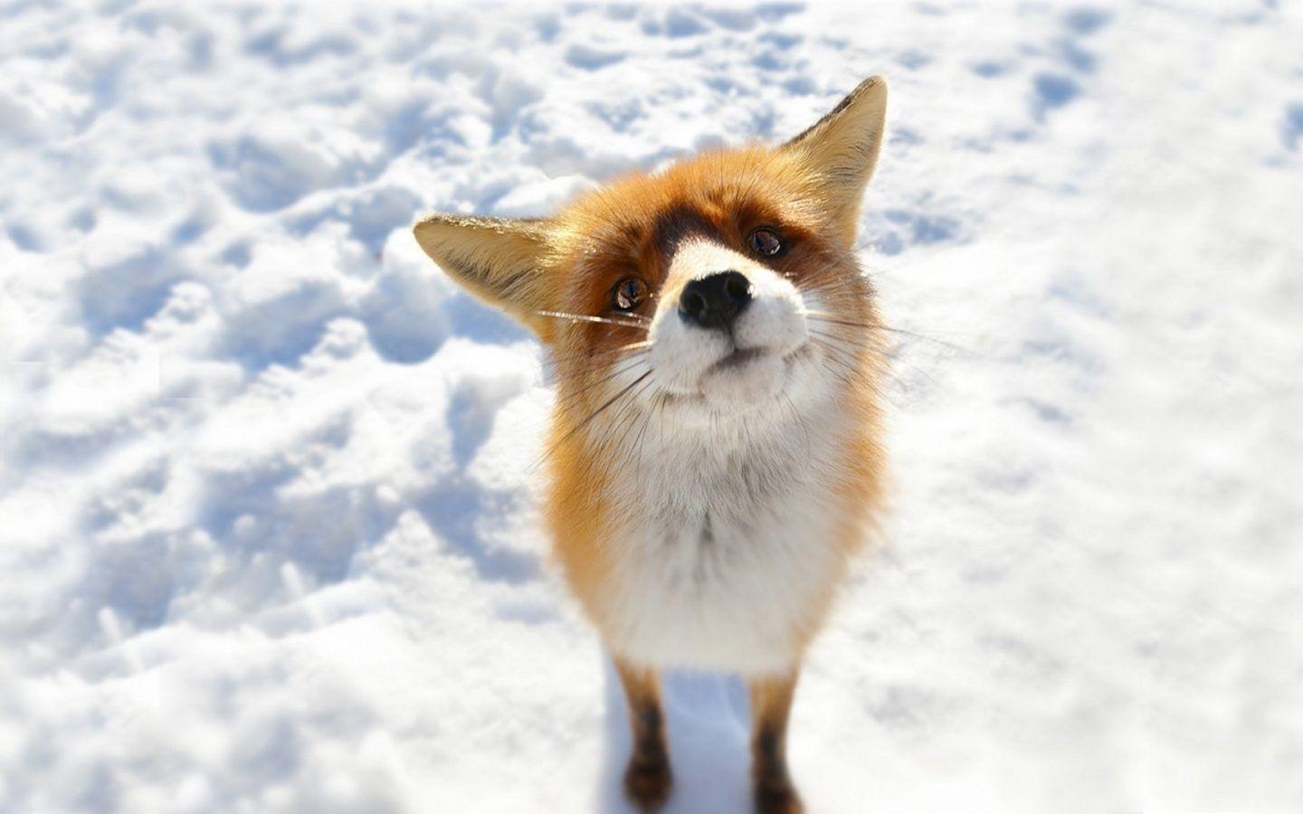 1440x900 Fox 4K Full HD Background Wallpaper. Trend. Pet fox, Animal picture, Animals image