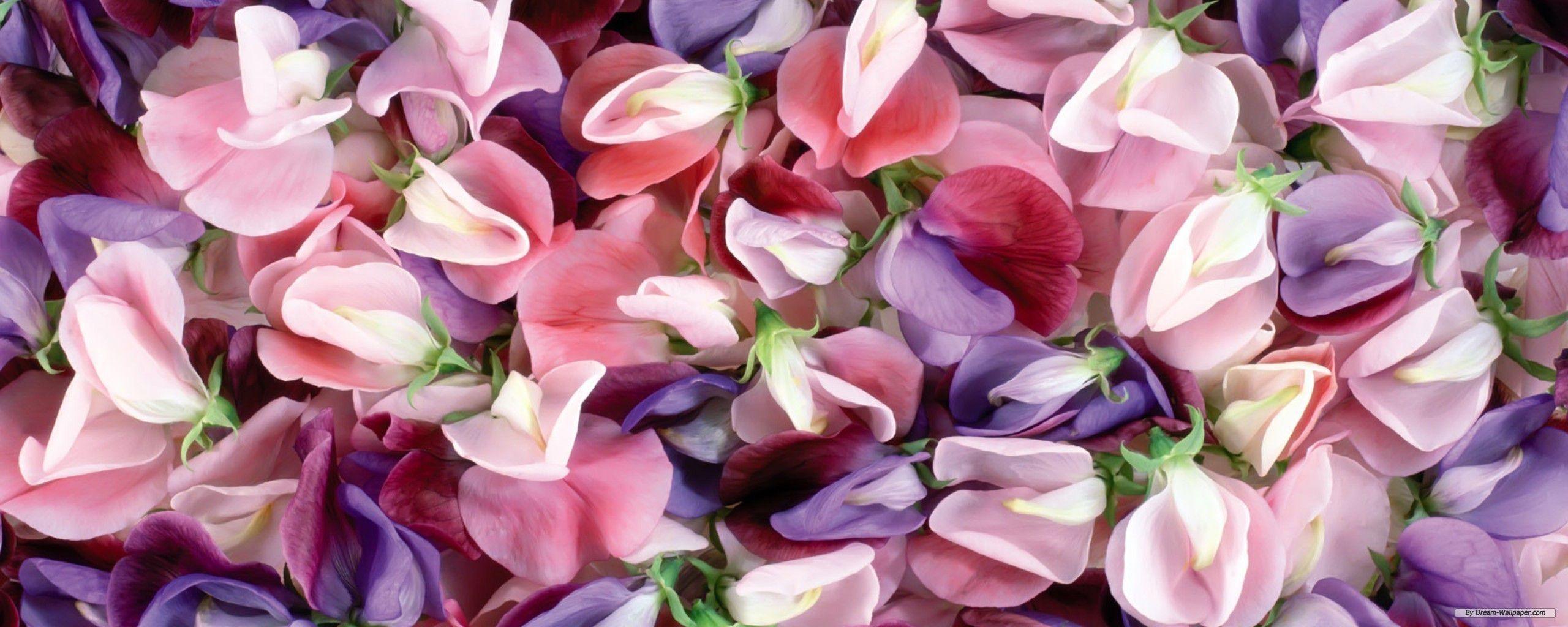 Flower Dual Monitor Wallpapers Top Free Flower Dual Monitor