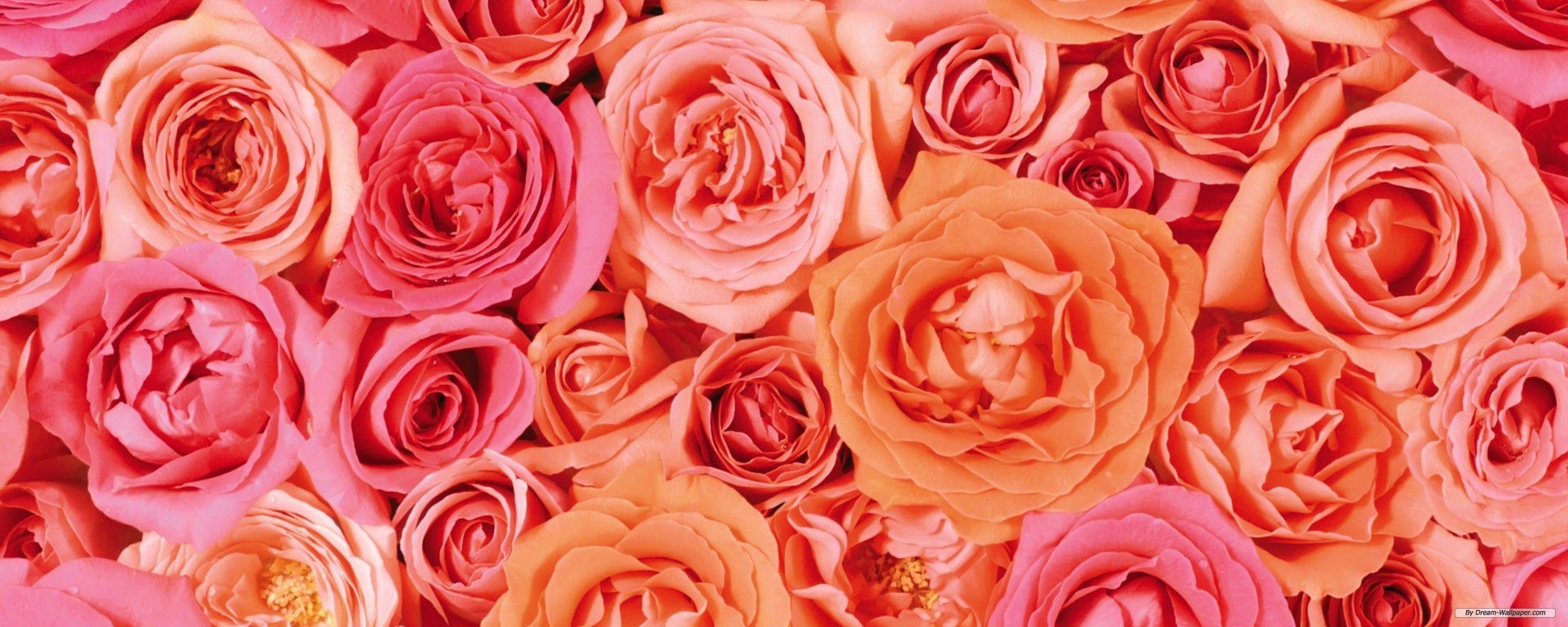 2560x1024 Free download Wallpaper Flower wallpaper Dual Screen Flower wallpaper [2560x1024] for your Desktop, Mobile & Tablet. Explore Flower Screen Wallpaper. Flowers For Wallpaper, Flower Wallpaper For Computer, Free Flower Desktop Wallpaper
